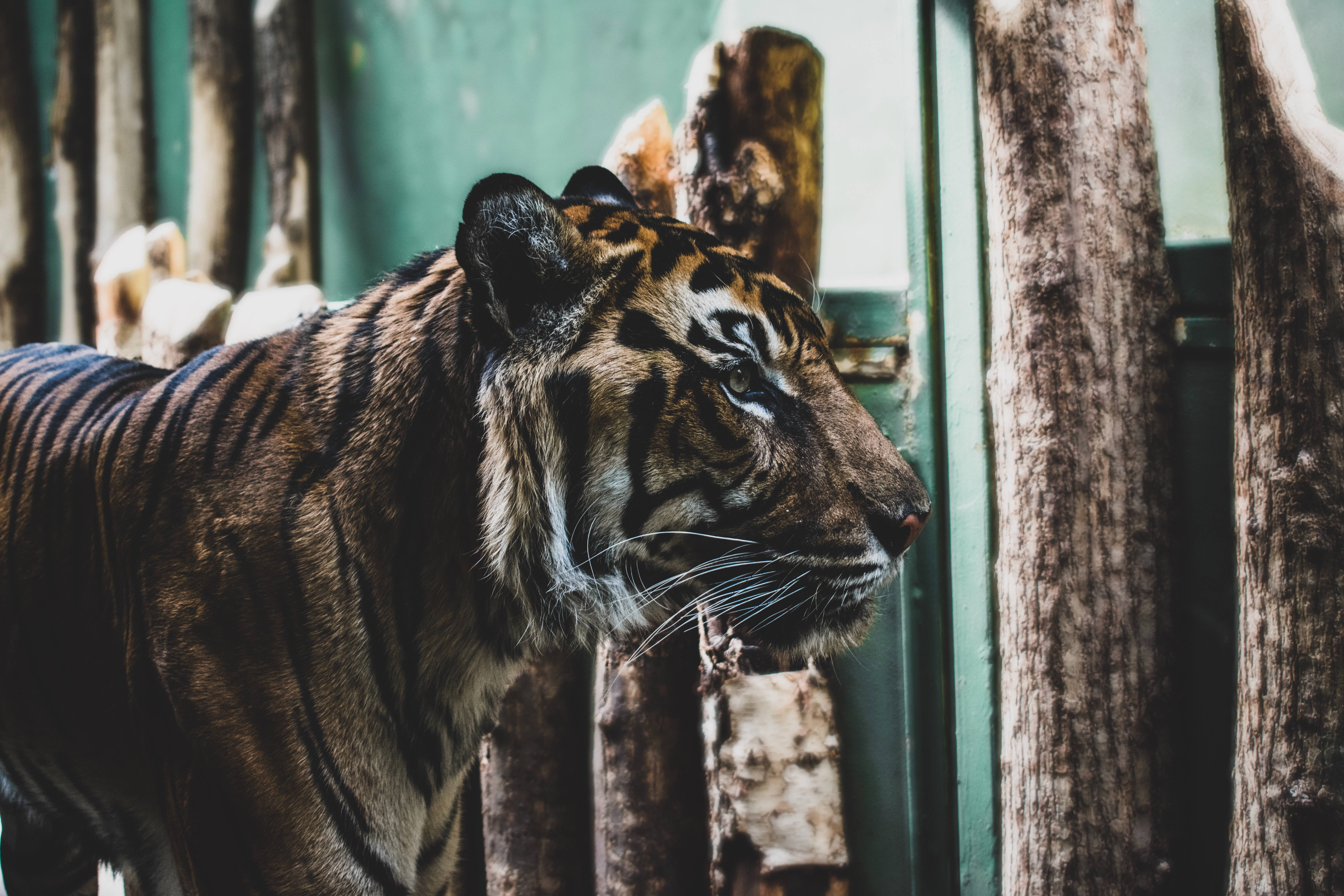Tigre Voraz HD en Cautiverio Fondos de pantalla