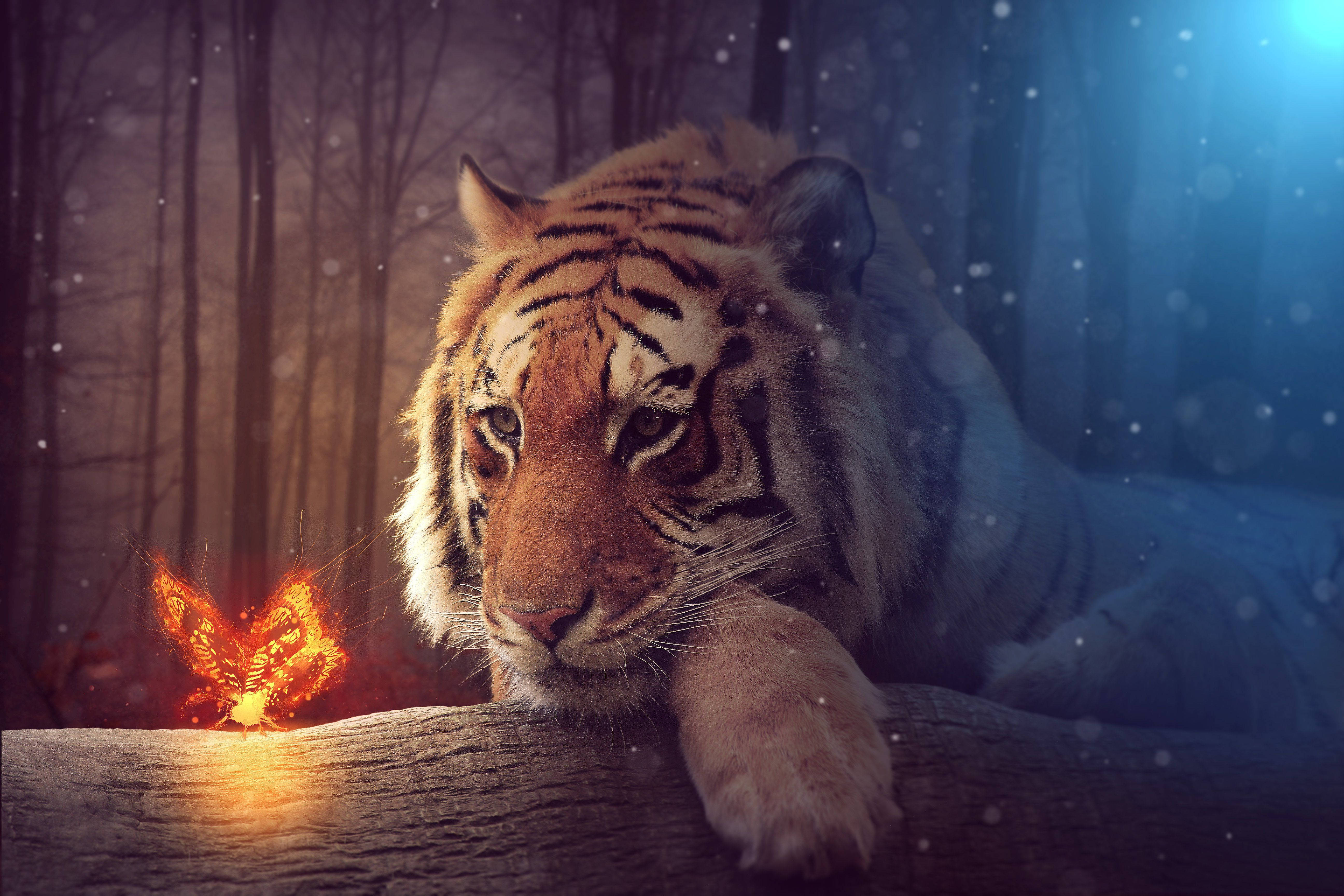 Tigre y Mariposa Brillante Fondos de pantalla