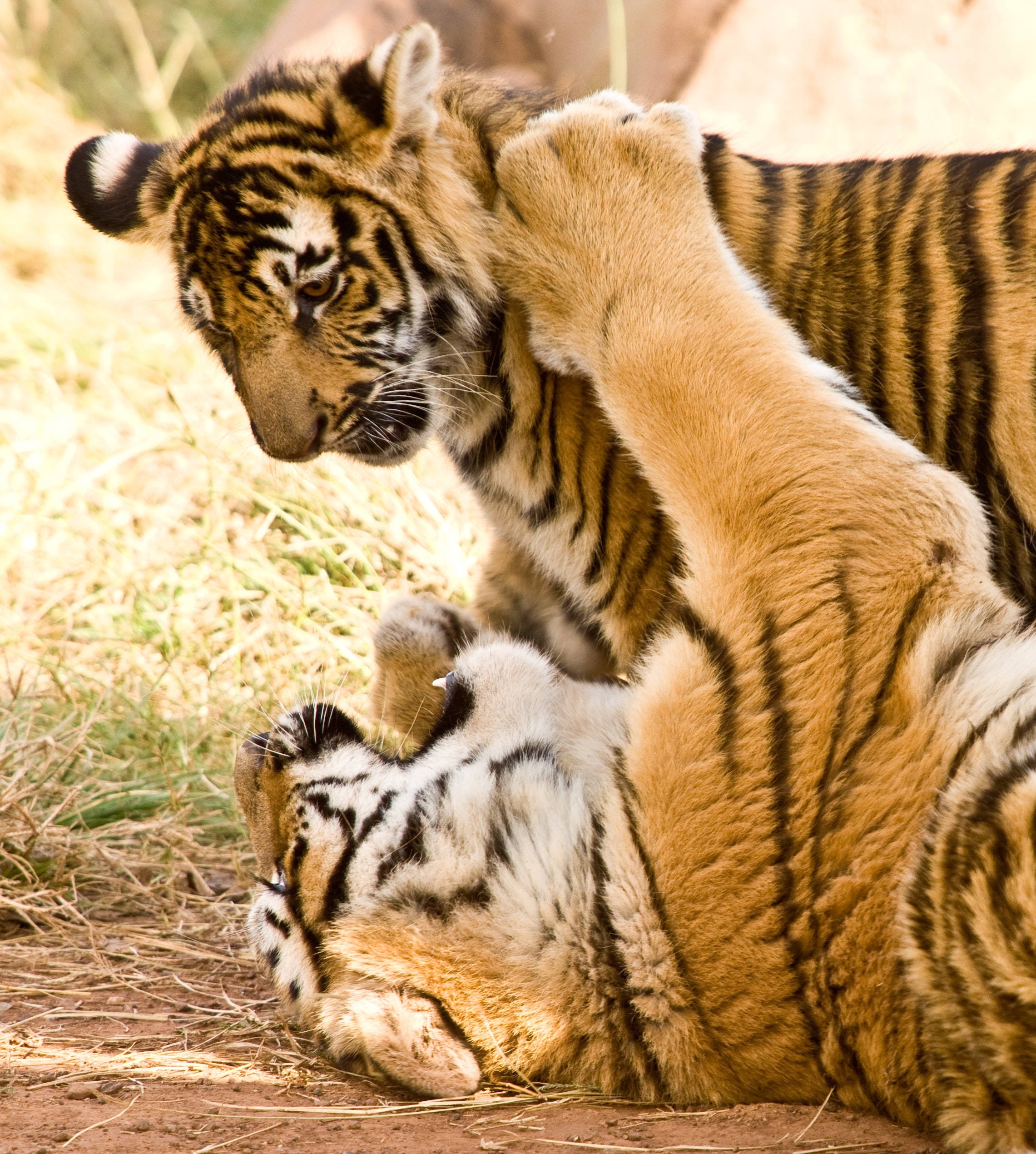 Tigres jugando a pelear iPhone Fondos de pantalla
