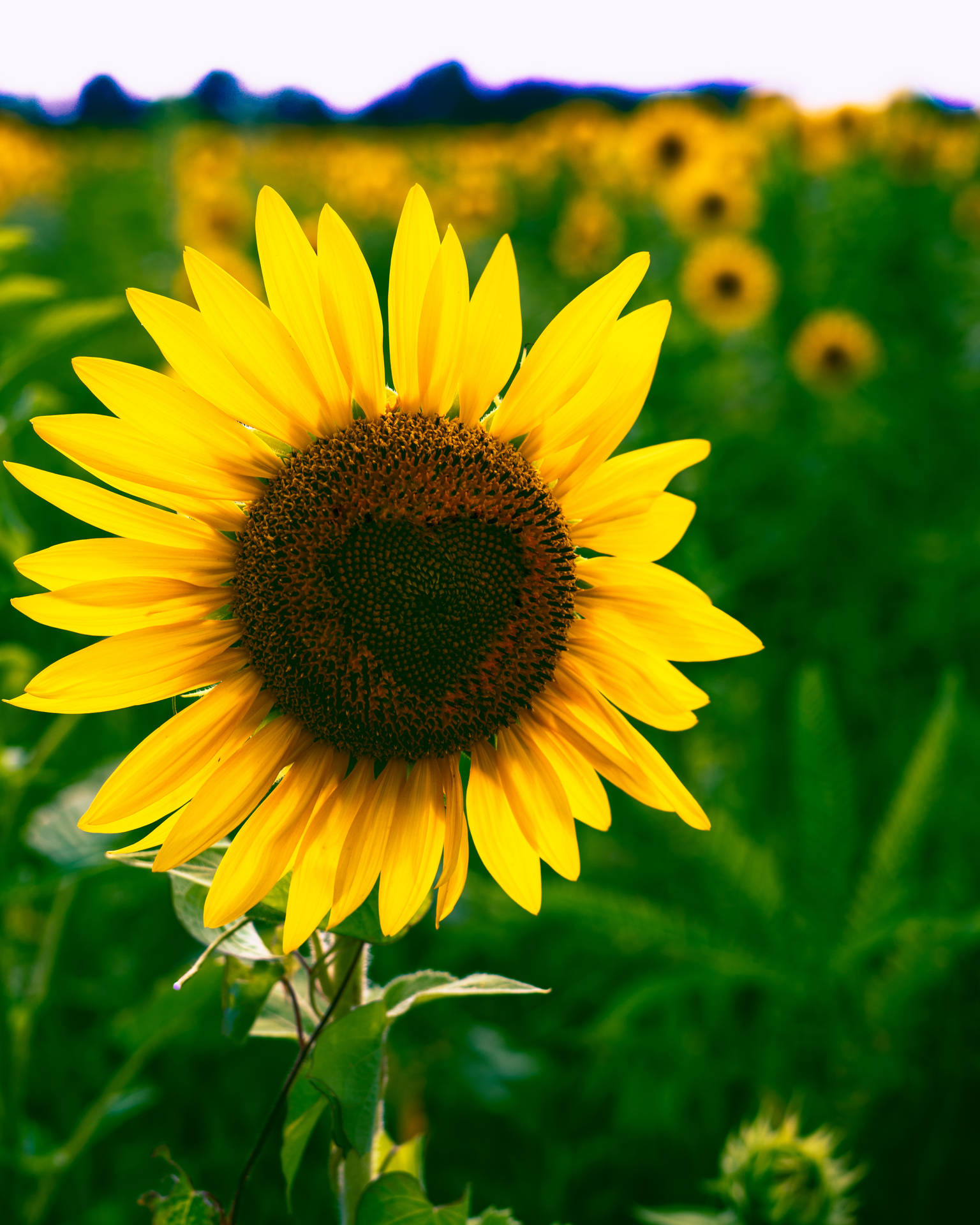 Girasol con pétalos amarillos brillantes y un corazón en el centro de los flósculos.