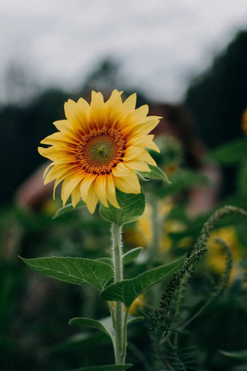 Toma selectiva de girasol para iPhone WhatsApp Fondos de pantalla
