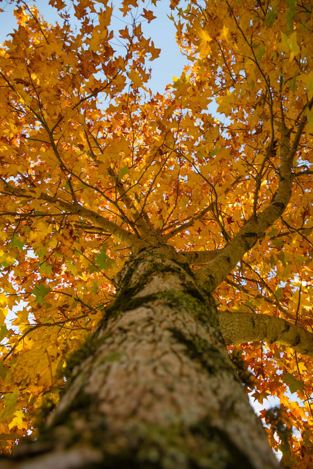 Tómate un descanso tranquilo para experimentar la vibrante belleza de la naturaleza este otoño Fondos de pantalla