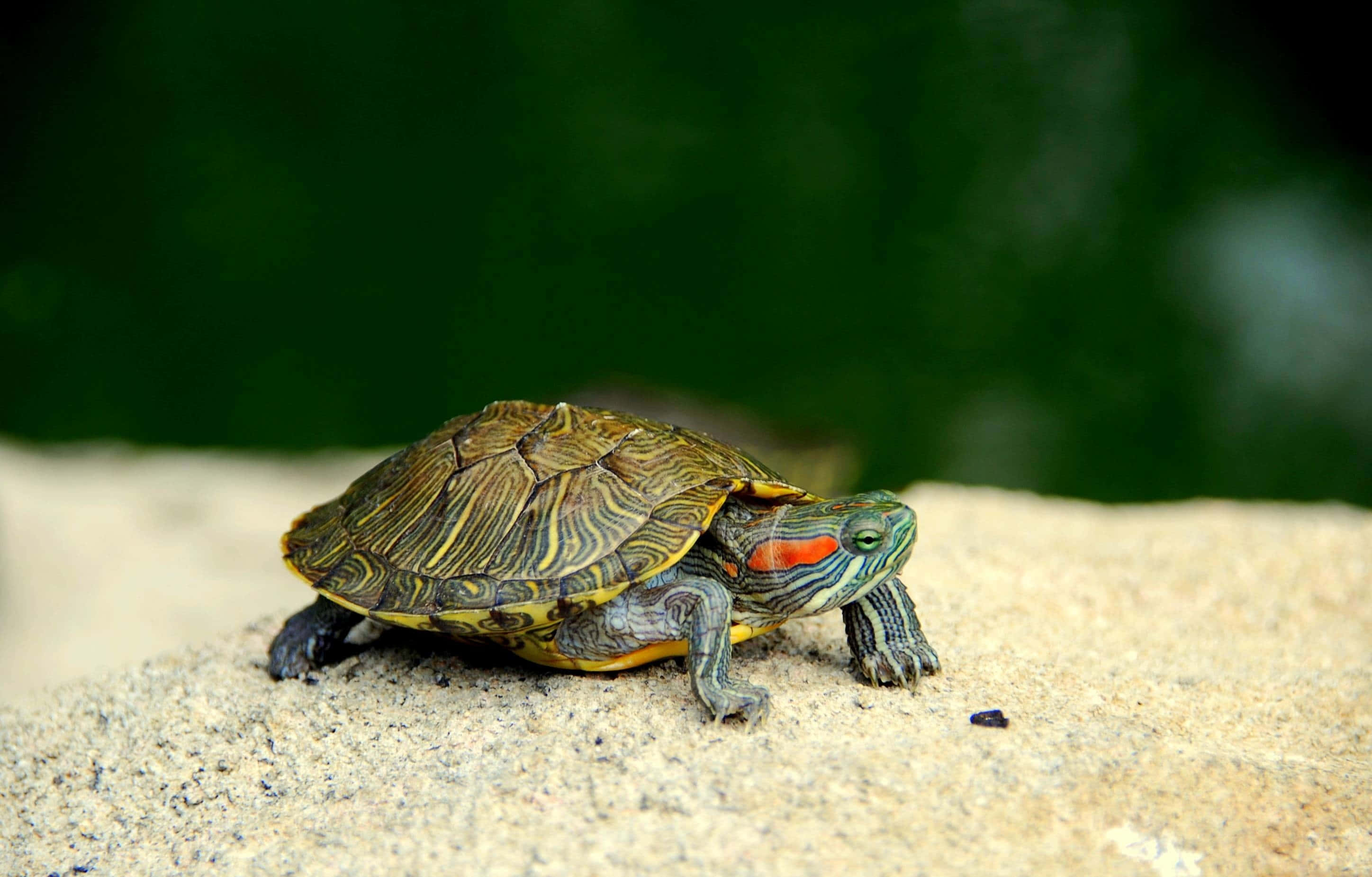 Tortuga adorable y linda Fondos de pantalla
