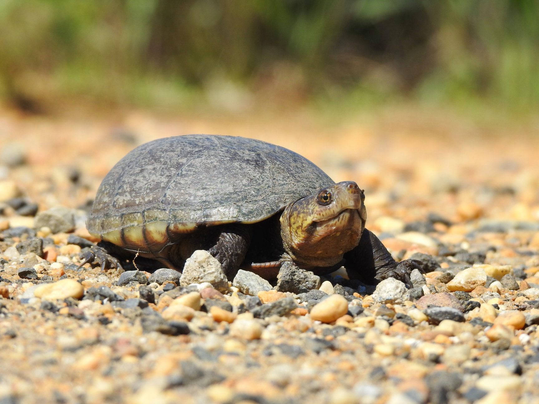 Tortuga de Barro Animal de Sangre Fría Fondos de pantalla