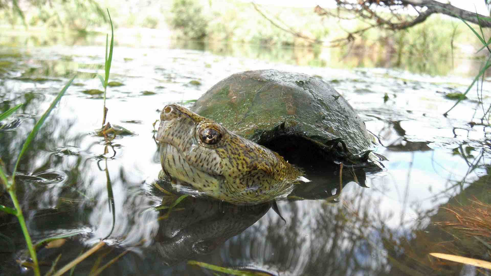 Tortuga de Barro Nadando en un Río Fondos de pantalla