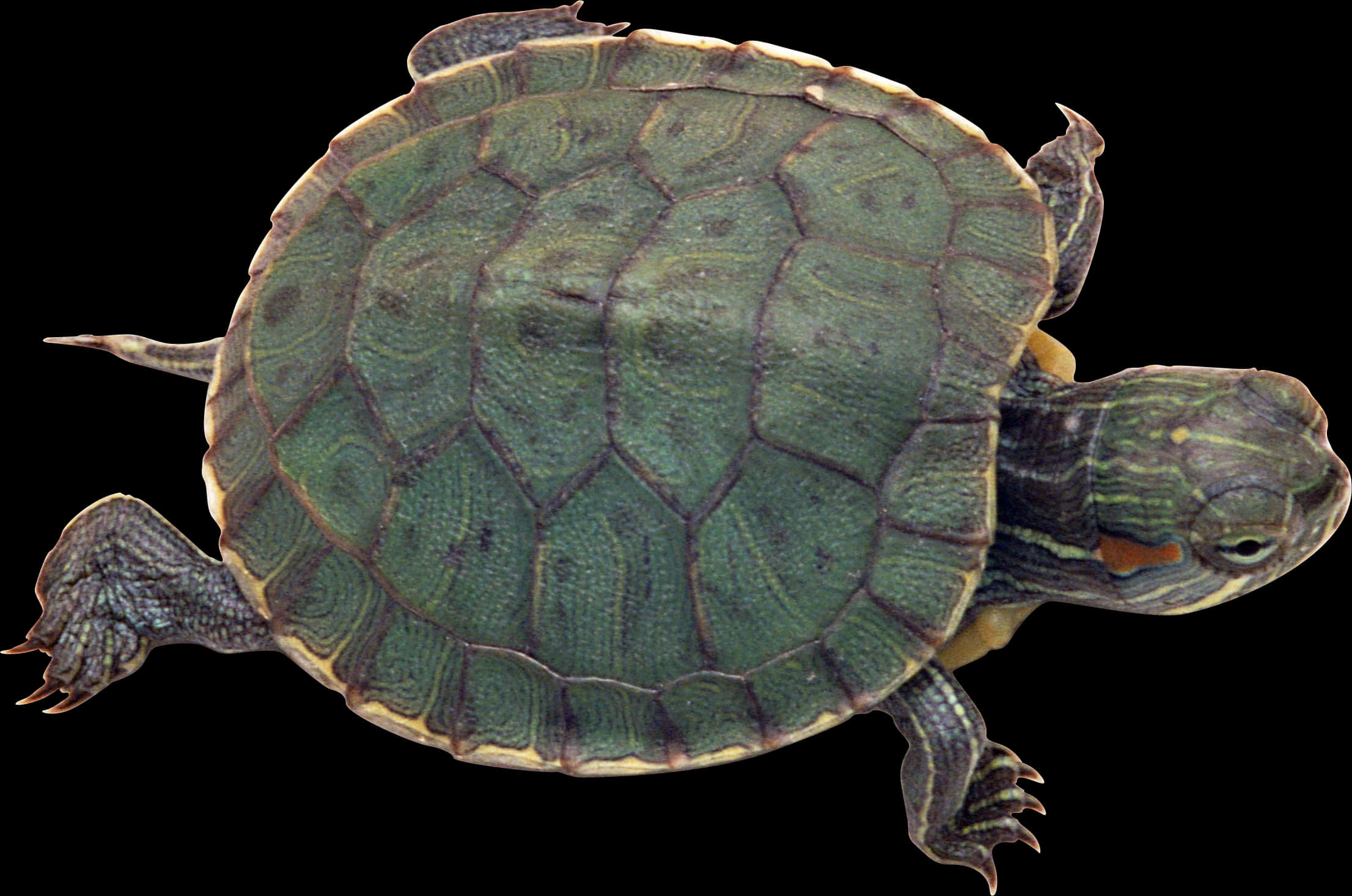 Tortuga de orejas rojas aislada Fondos de pantalla
