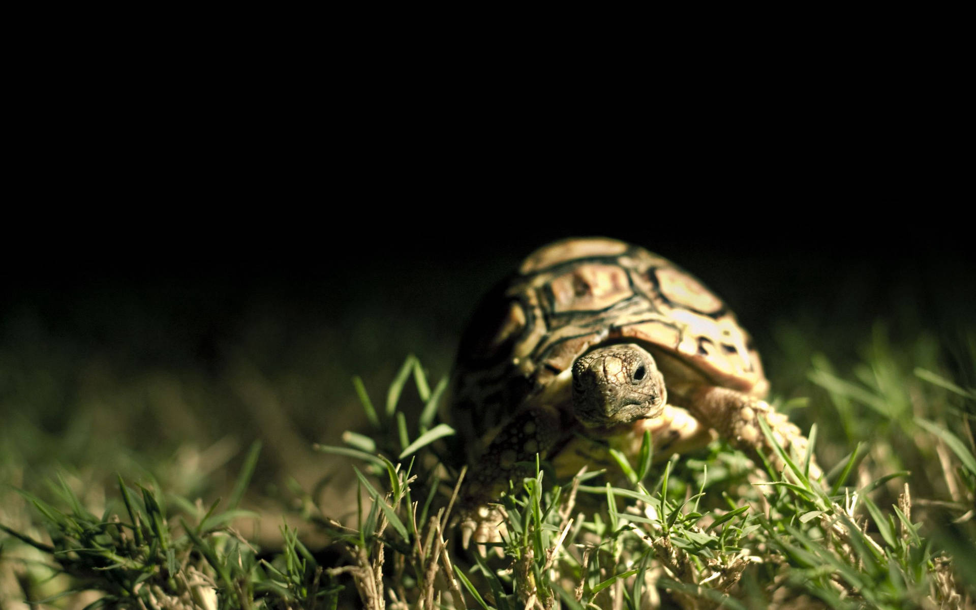 Fondo de Pantalla de Tortuga en la Oscuridad