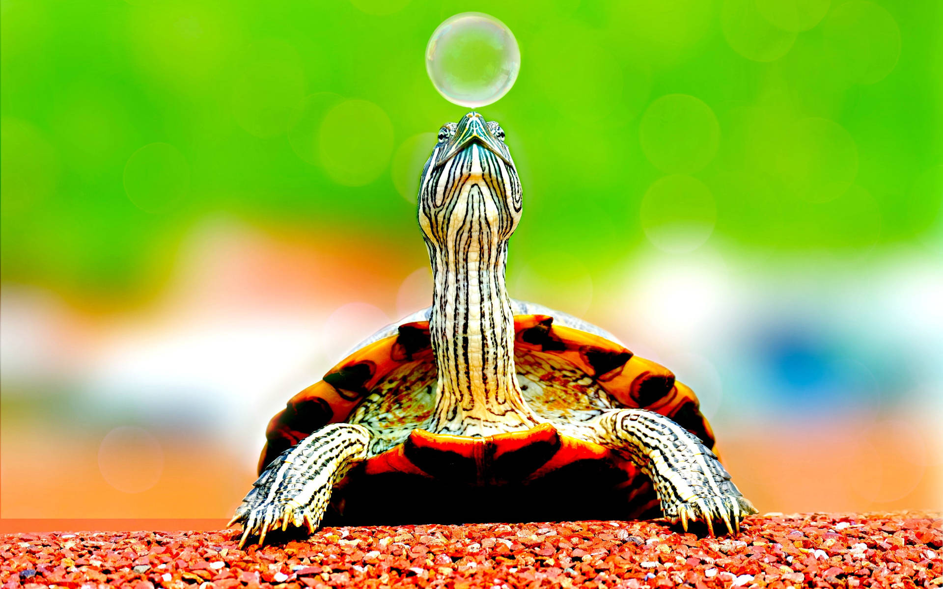 Tortuga genial alcanzando una burbuja Fondos de pantalla