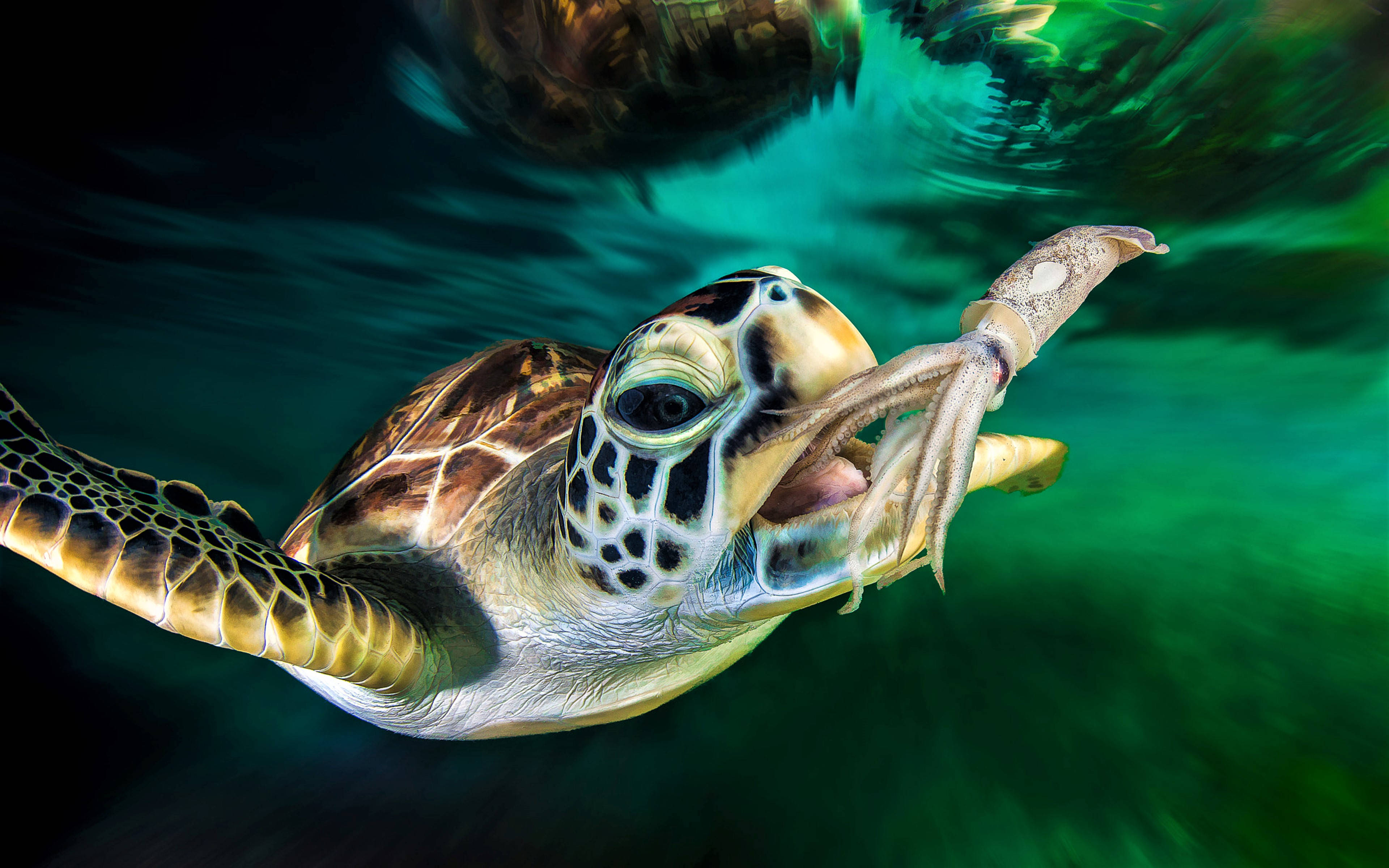 Tortuga Genial Atrapando Calamar Fondos de pantalla