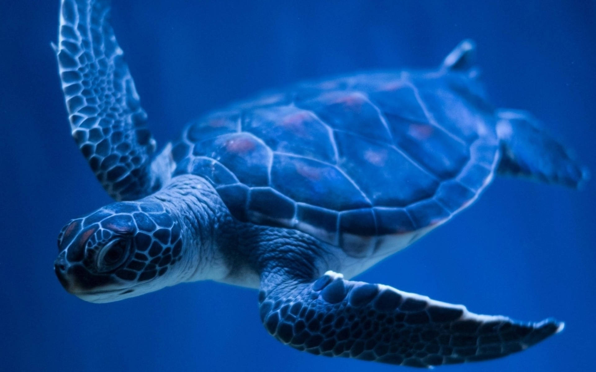 Tortuga genial bajo el mar azul Fondos de pantalla