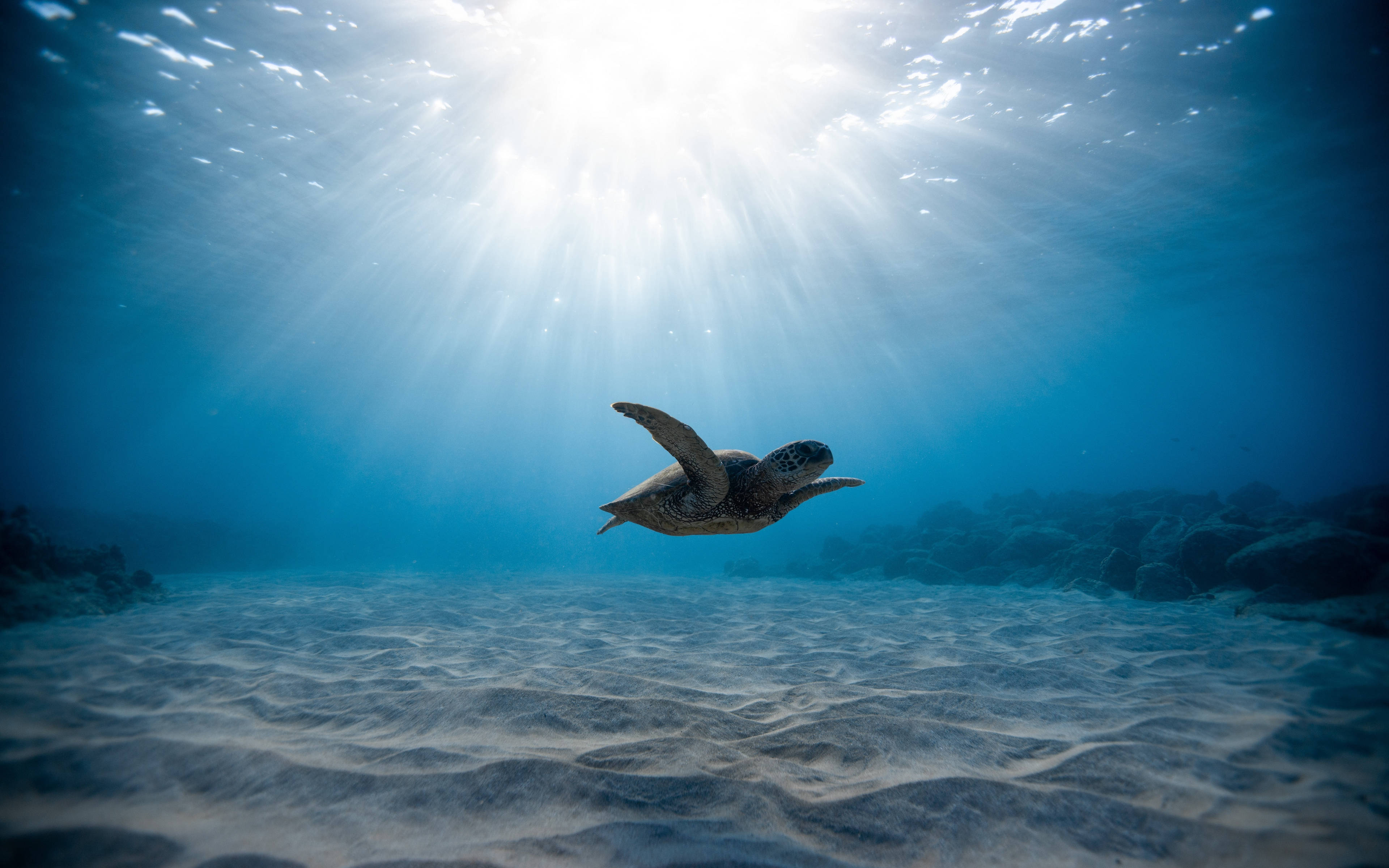Tortuga genial bajo la luz del sol Fondos de pantalla