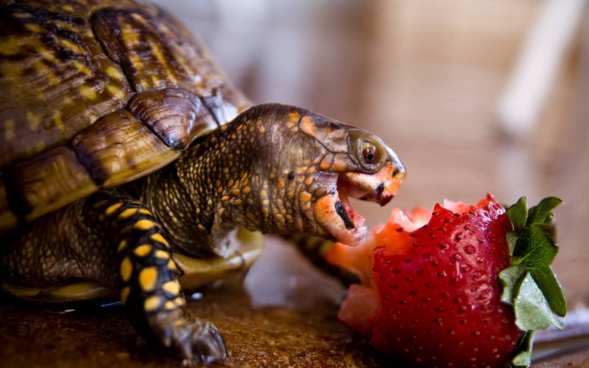 Tortuga Genial Comiendo Fresa Fondos de pantalla
