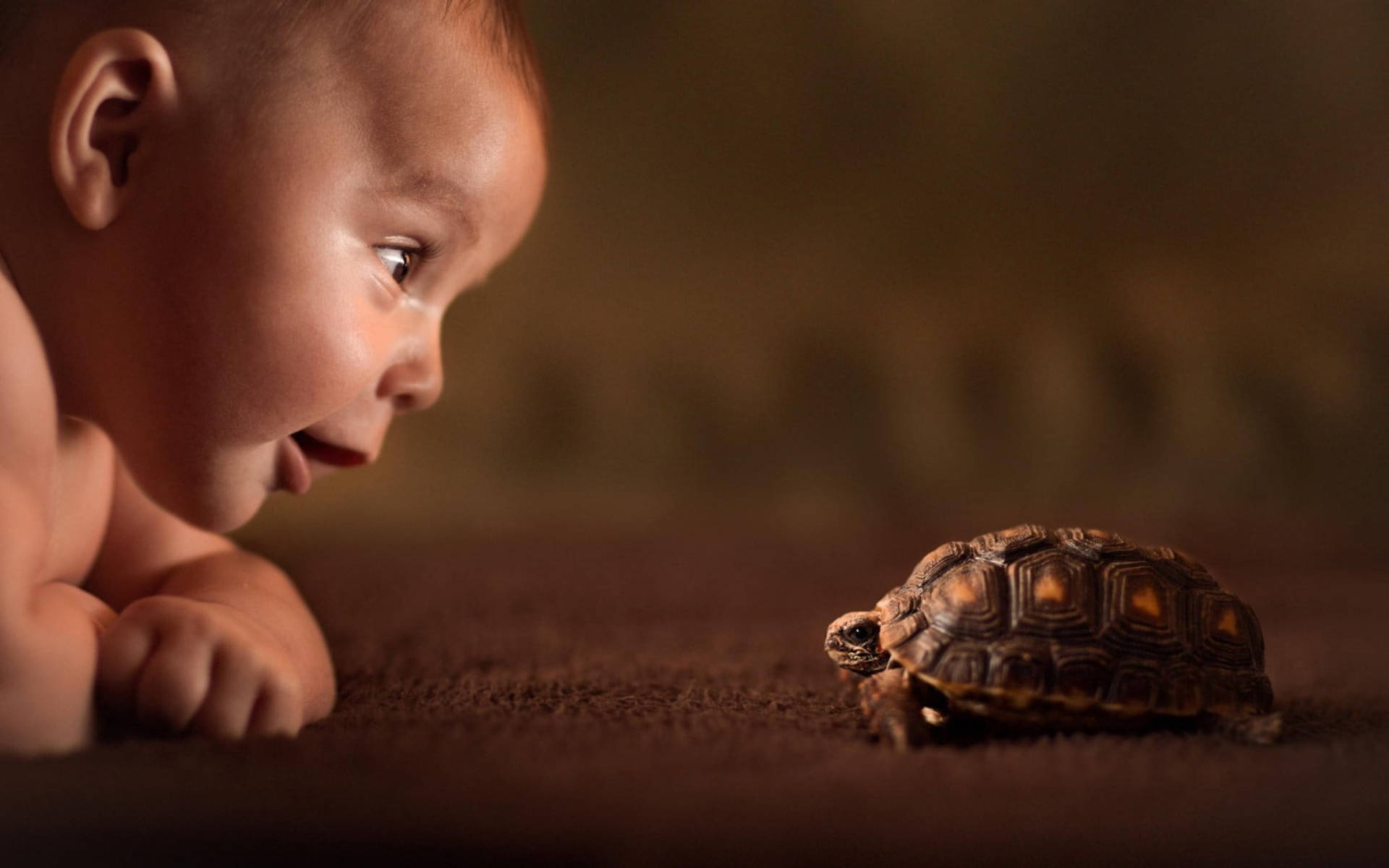 Tortuga Genial con Bebé Fondos de pantalla