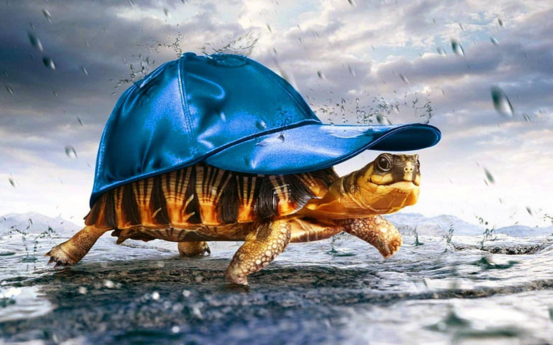 Tortuga Genial con Gorra Azul Fondos de pantalla
