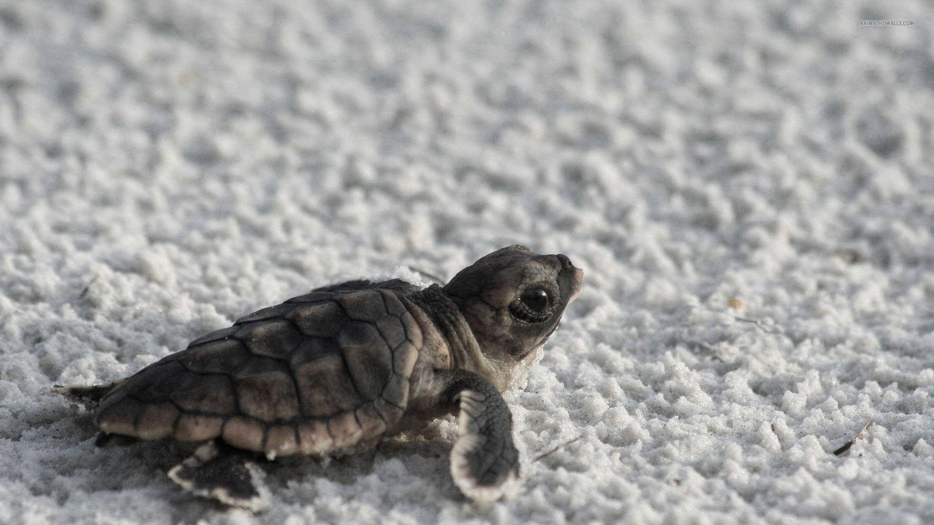 Tortuga genial en arena blanca Fondos de pantalla
