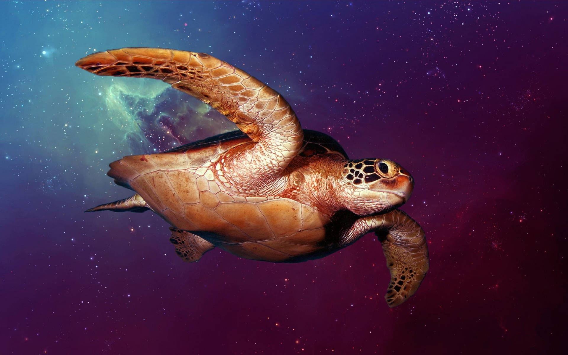 Tortuga genial en el espacio exterior Fondos de pantalla