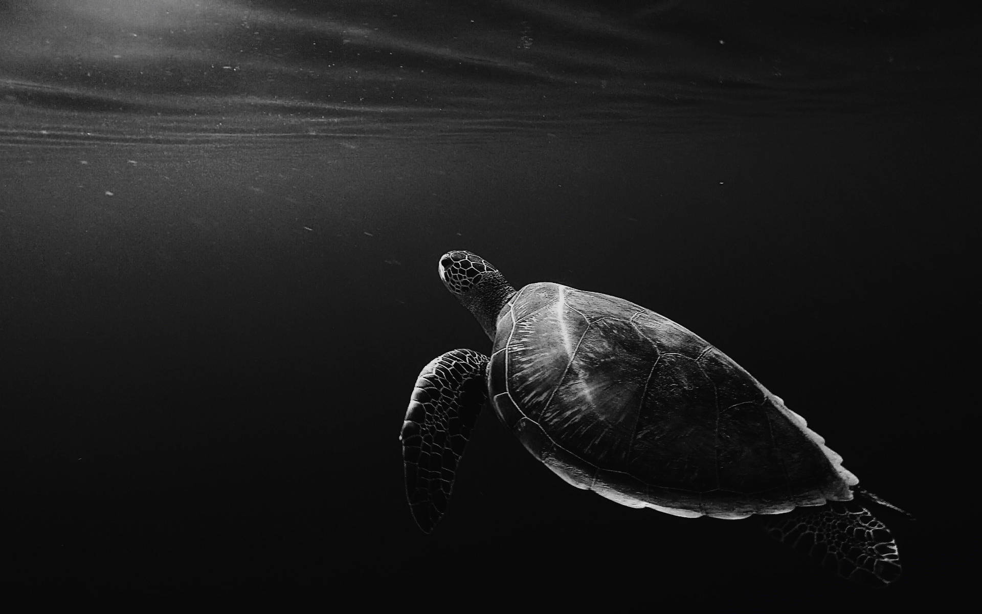 Tortuga genial en escala de grises bajo el océano Fondos de pantalla