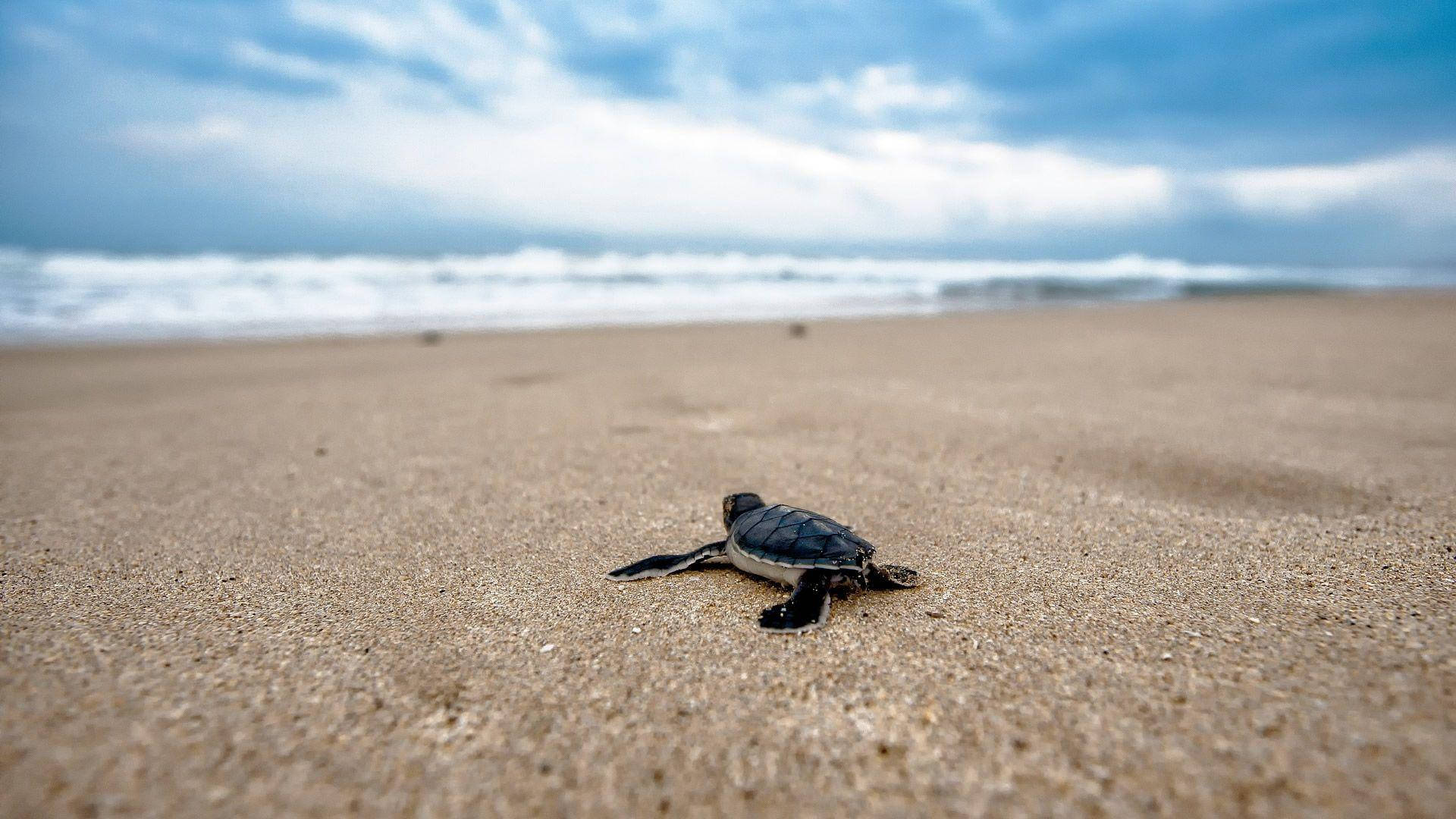Tortuga genial en la orilla Fondos de pantalla