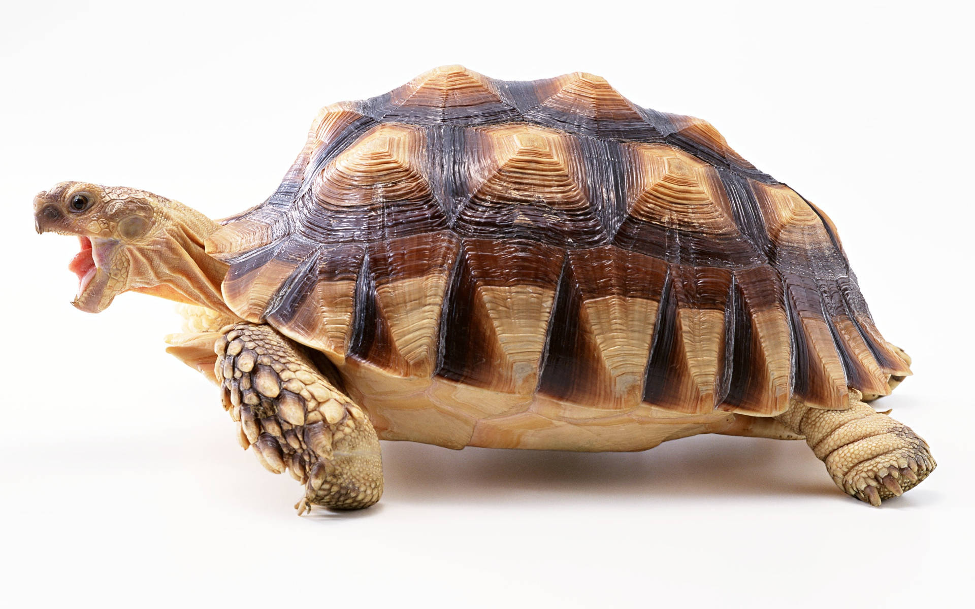 Tortuga genial marrón Fondos de pantalla