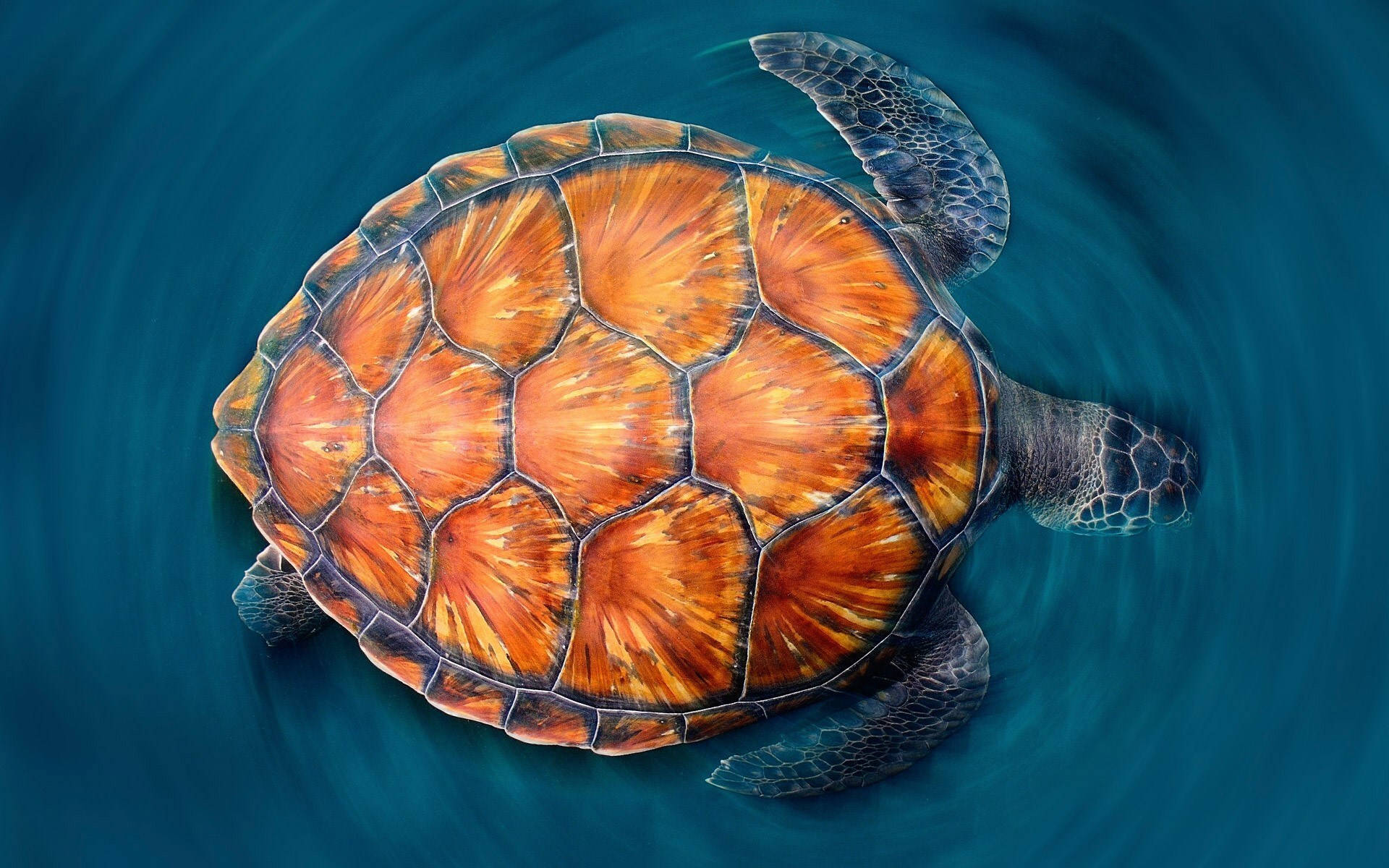 Tortuga genial naranja Fondos de pantalla