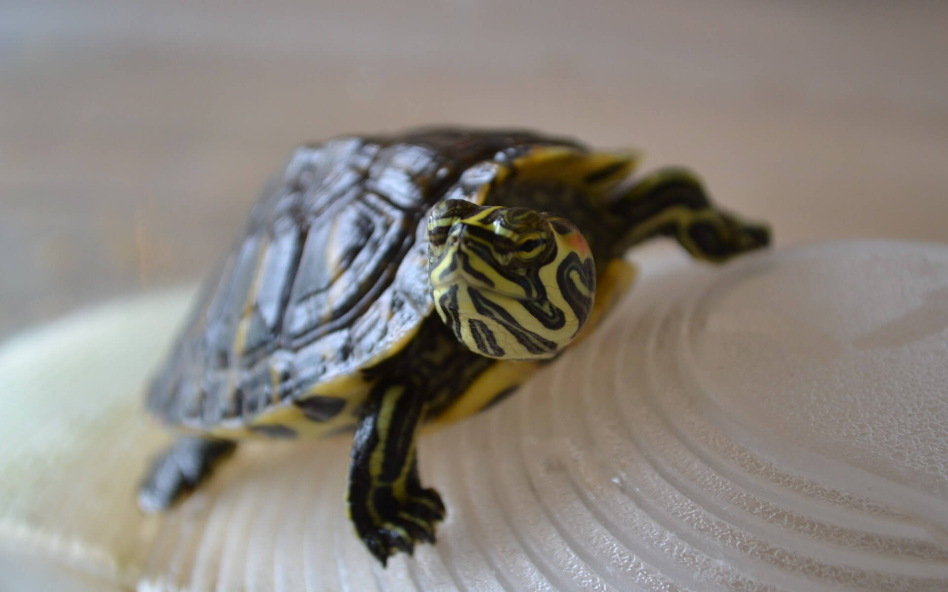 Tortuga genial sobre concha blanca Fondos de pantalla