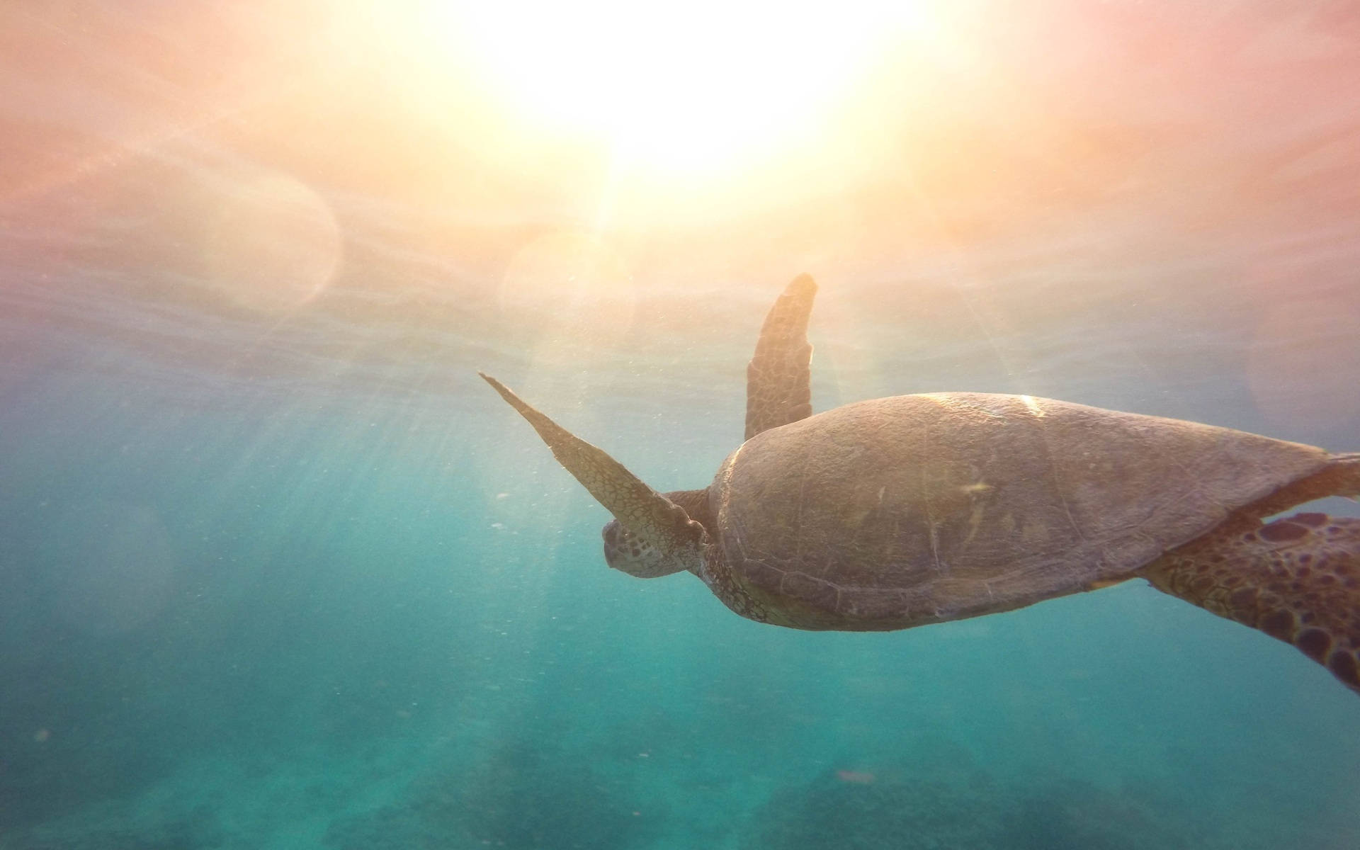 Tortuga genial y luz solar Fondos de pantalla