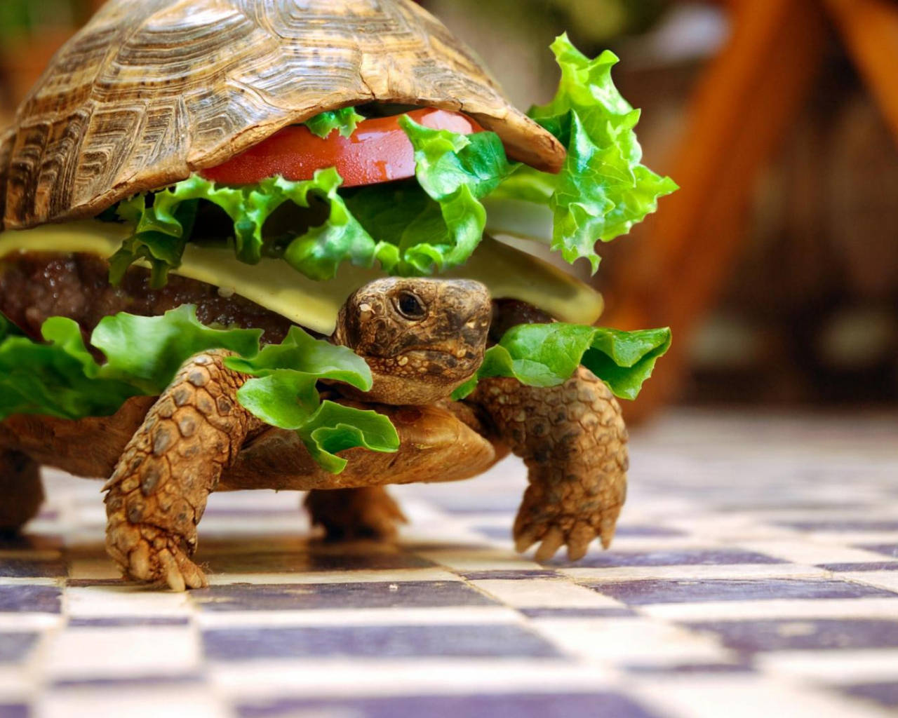 Tortuga Hamburguesa Genial Fondos de pantalla