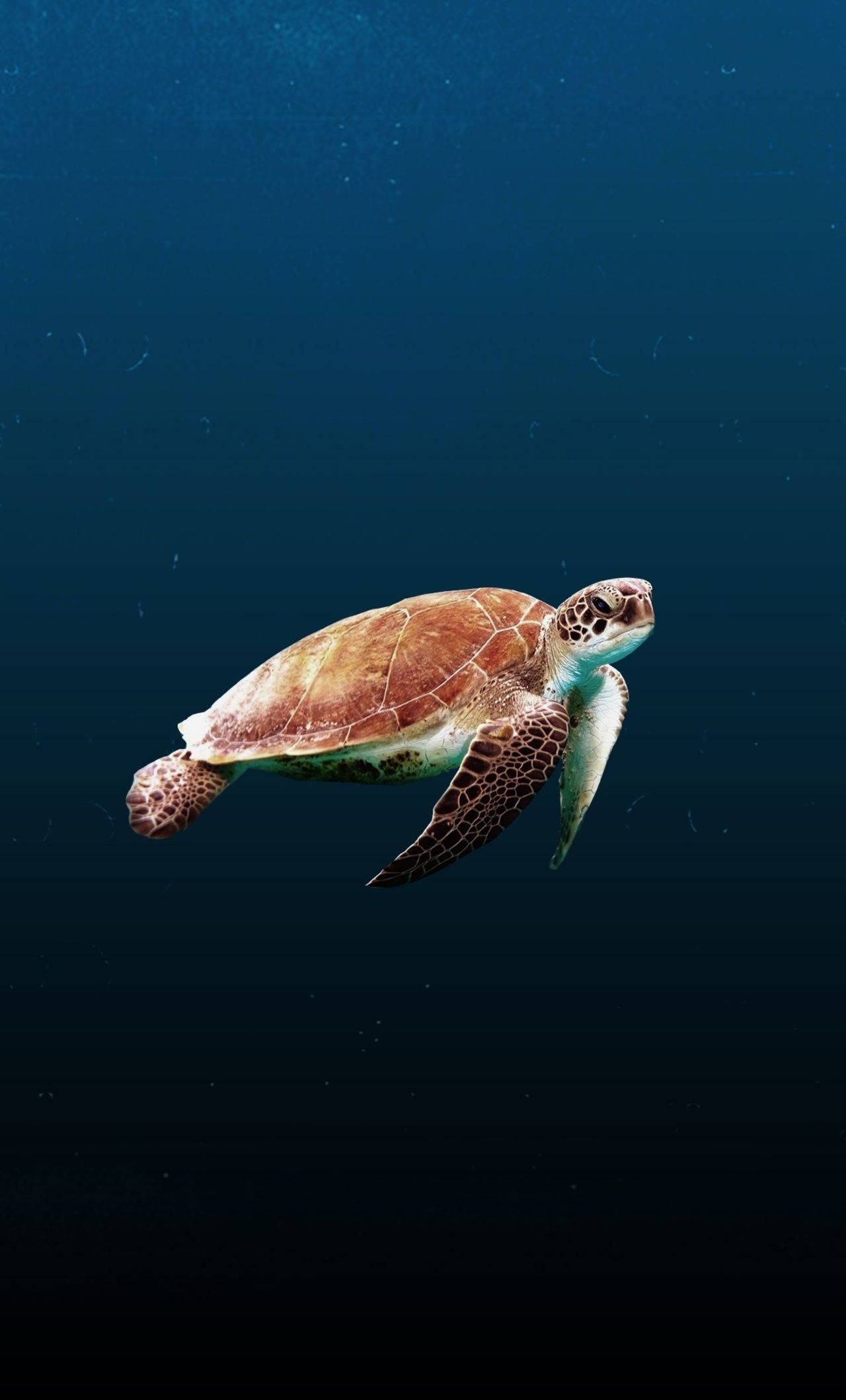 Tortuga Linda con Patrón Granate Fondos de pantalla