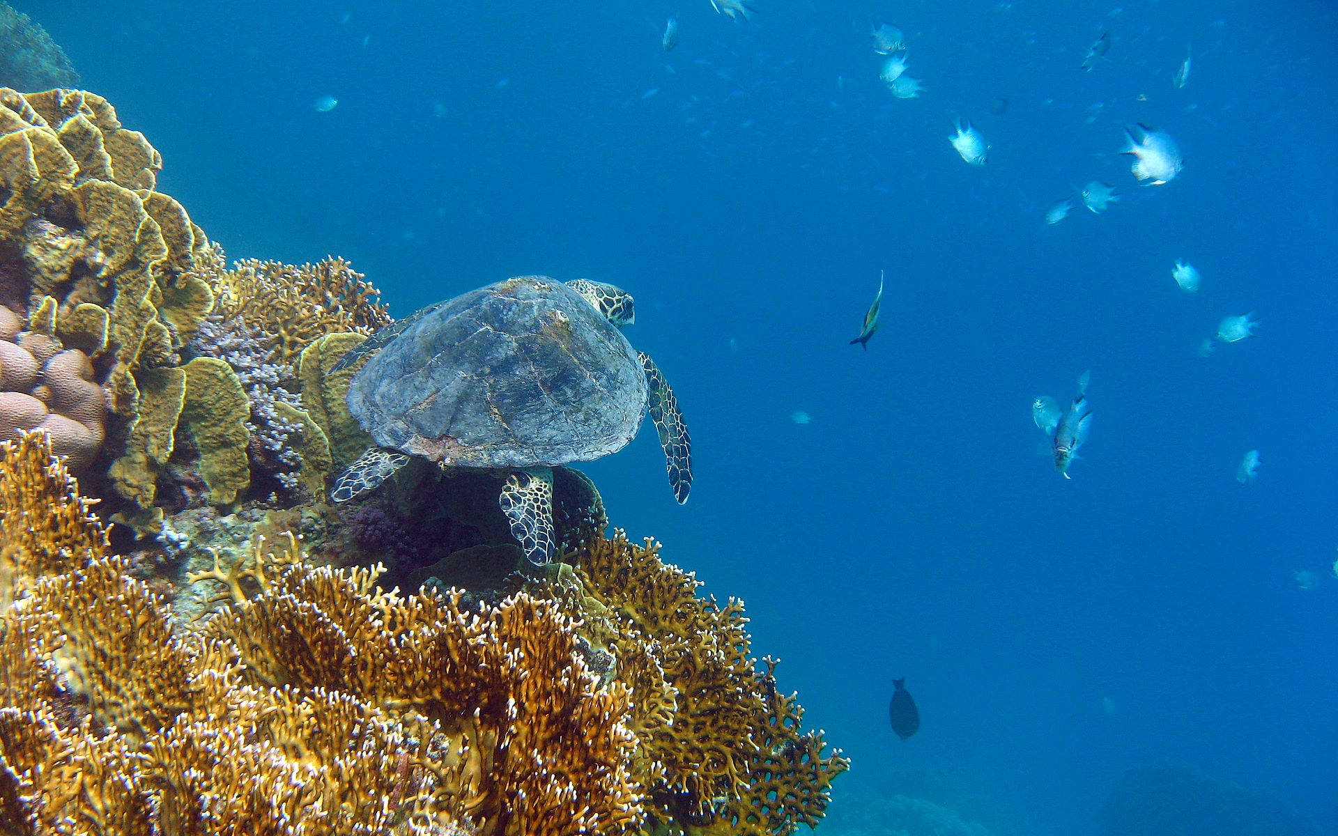 Tortuga linda conoce peces Fondos de pantalla