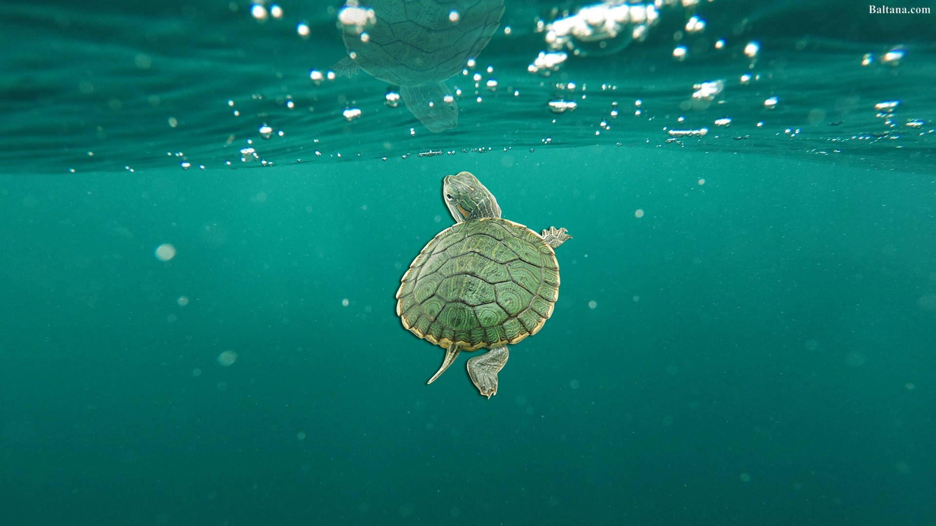 Tortuga Linda en Océano Verde Fondos de pantalla