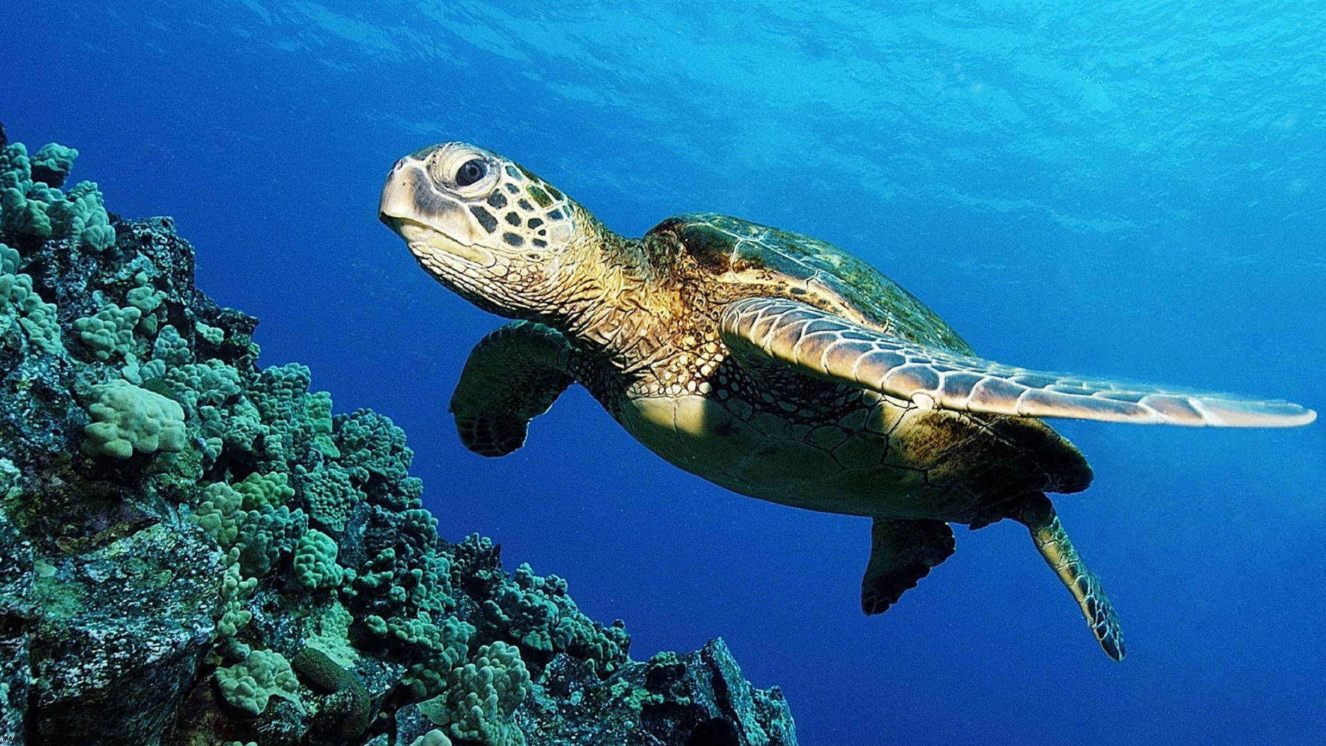 Tortuga linda nadando en el océano Fondos de pantalla
