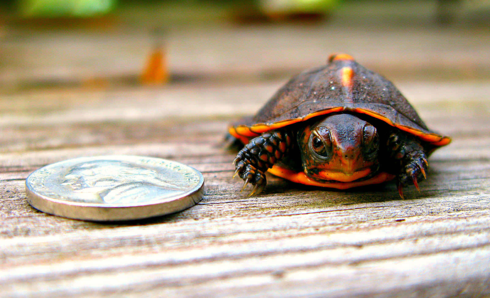 "Tortuga Linda que Inspira Asombro" Fondos de pantalla