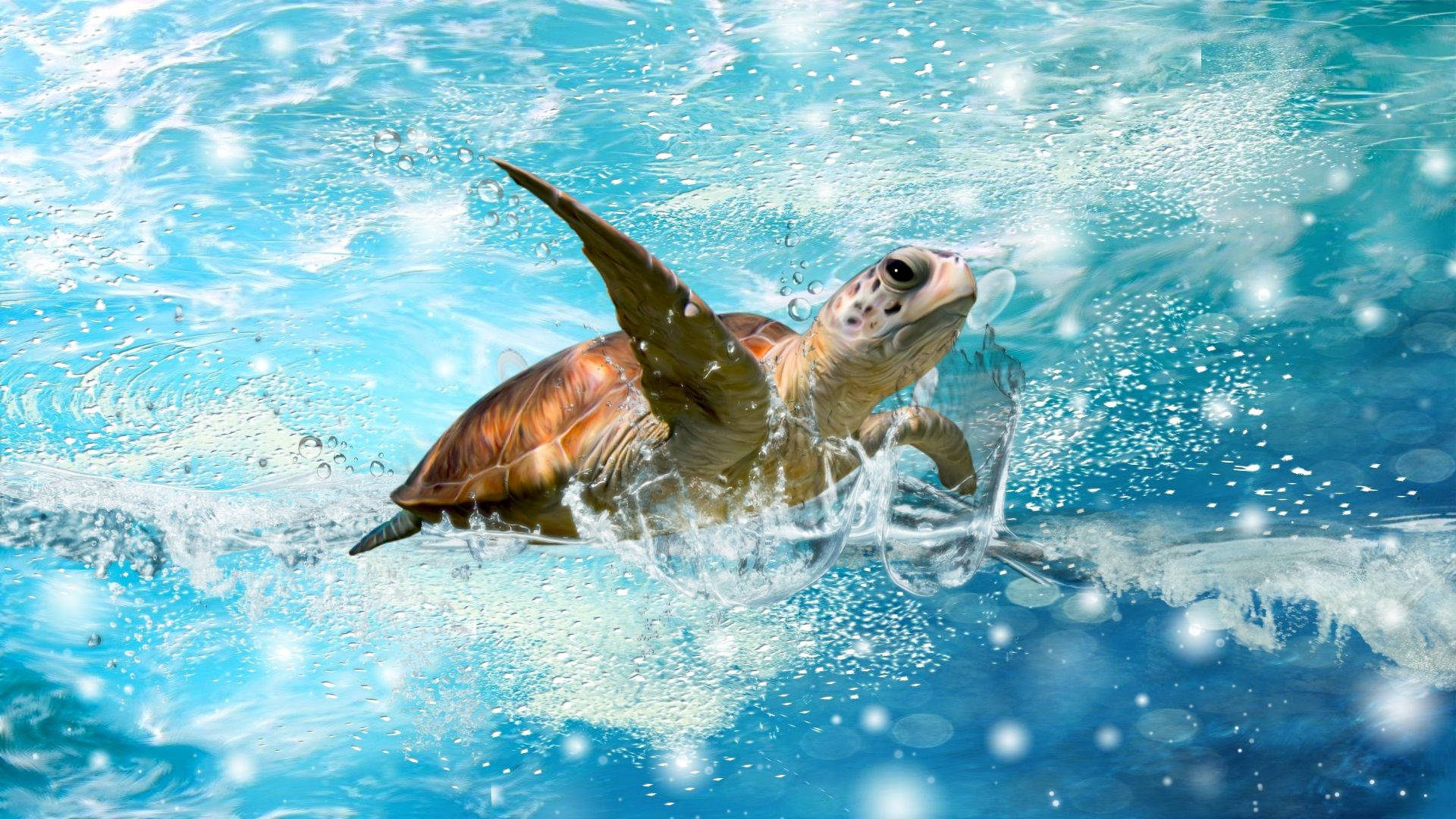 Tortuga Linda Salpicando Agua Fondos de pantalla