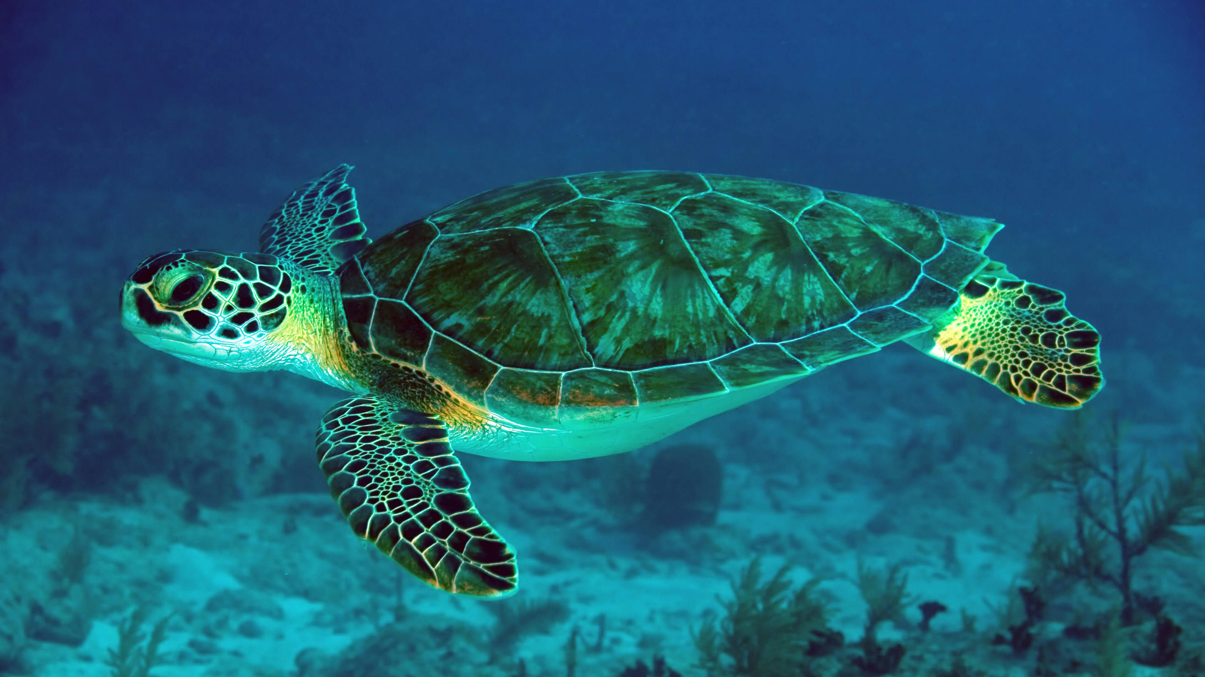 Tortuga linda verde neón oscuro Fondos de pantalla