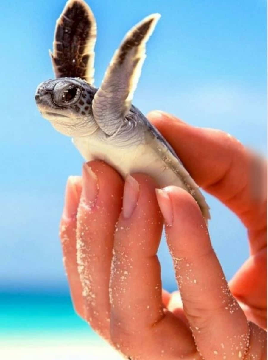 Tortuga linda y adorable Fondos de pantalla