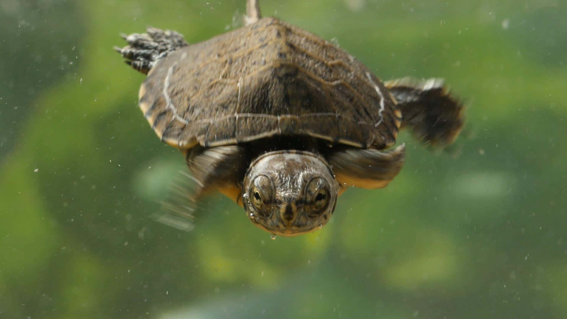 Tortuga Linda y Adorable Fondos de pantalla