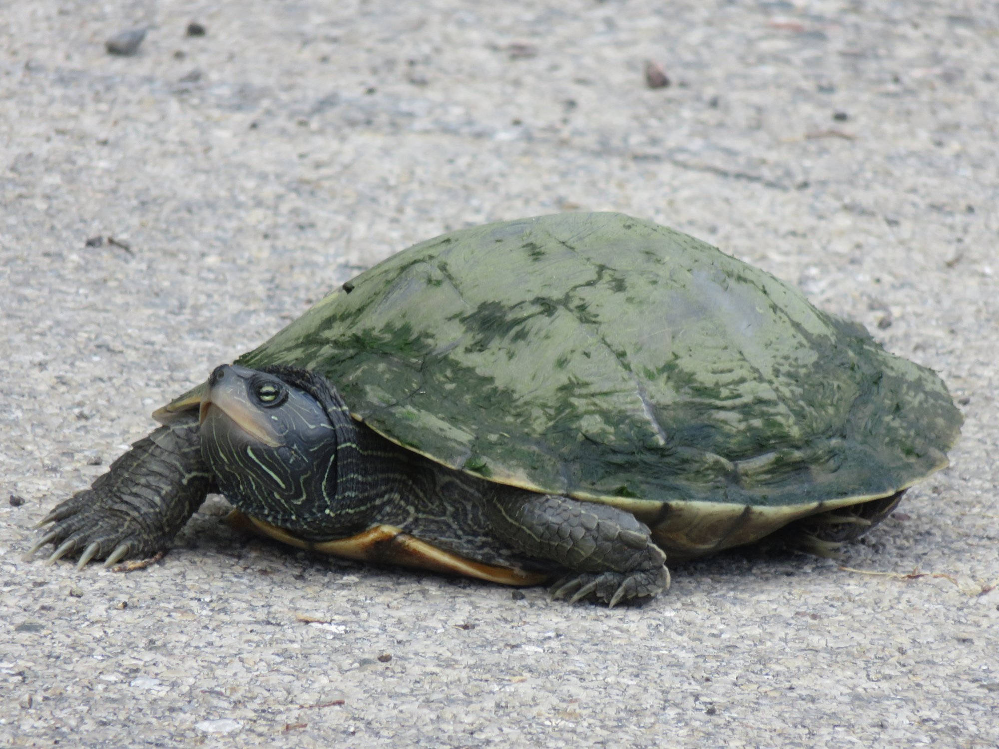 Tortuga mapa común hembra adulta Fondos de pantalla