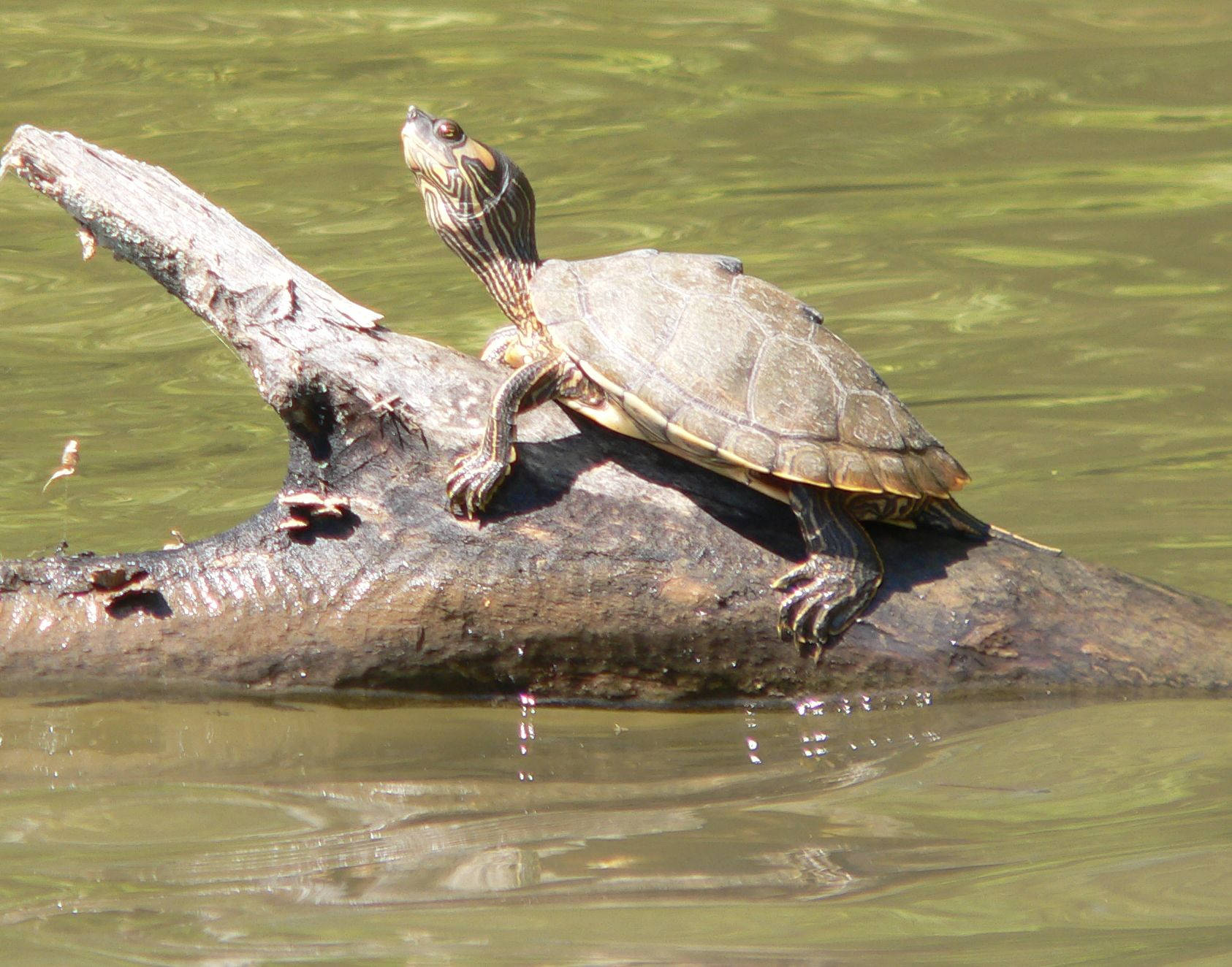 Tortuga mapa de Alabama montando un tronco Fondos de pantalla