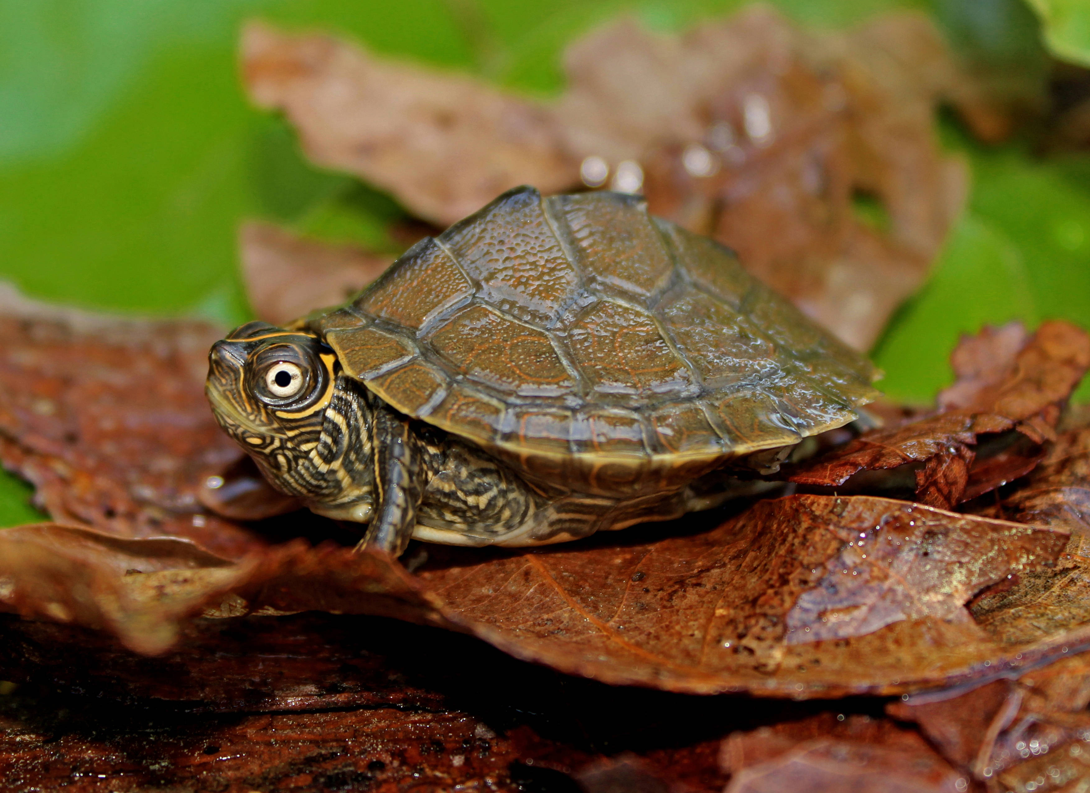 Tortuga mapa de Mississippi sobre hojas húmedas Fondos de pantalla