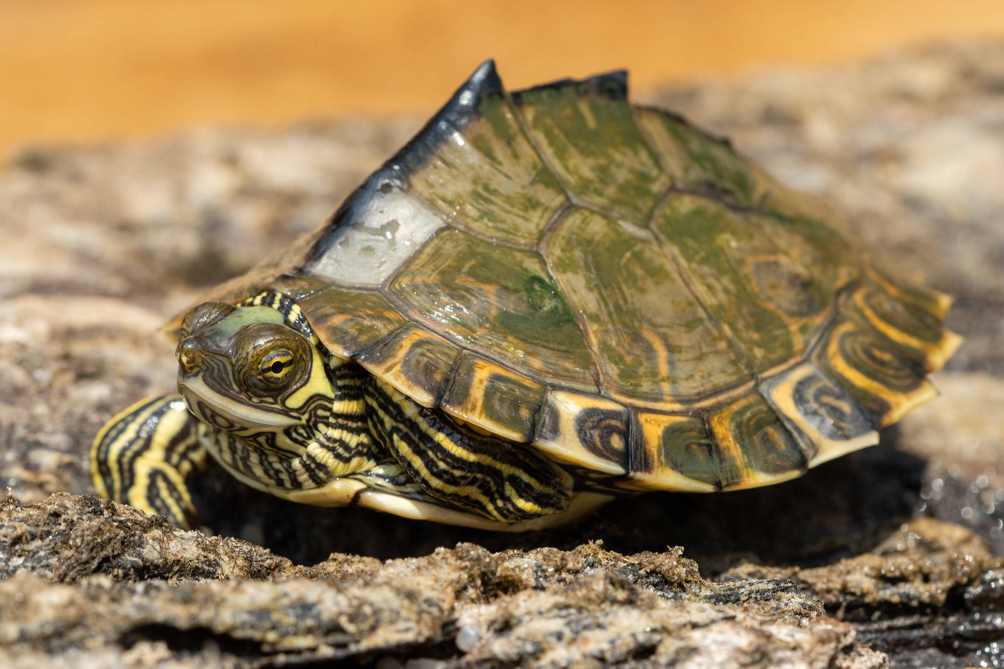 Tortuga mapa de Pascagoula con caparazón puntiagudo Fondos de pantalla