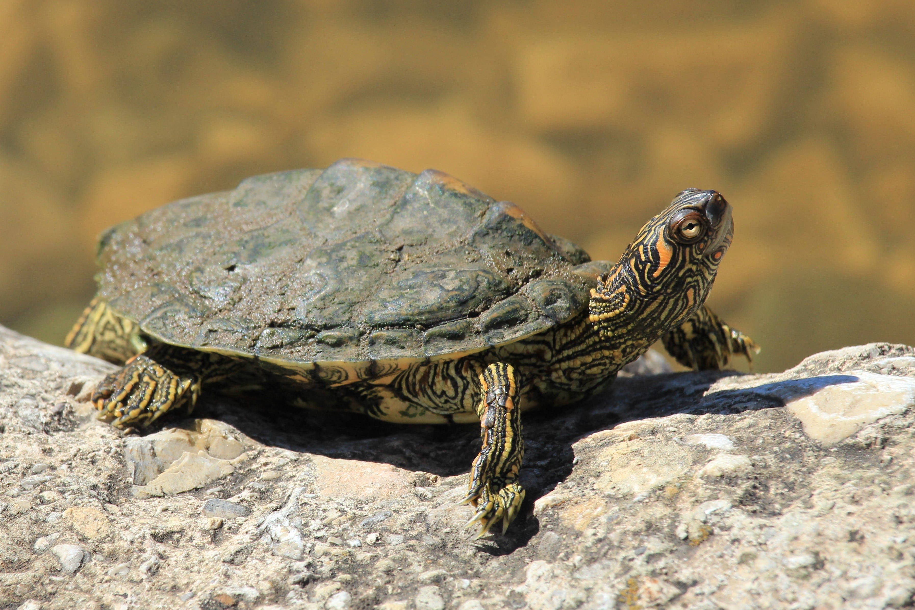 Tortuga mapa de Texas descansando en una roca Fondos de pantalla