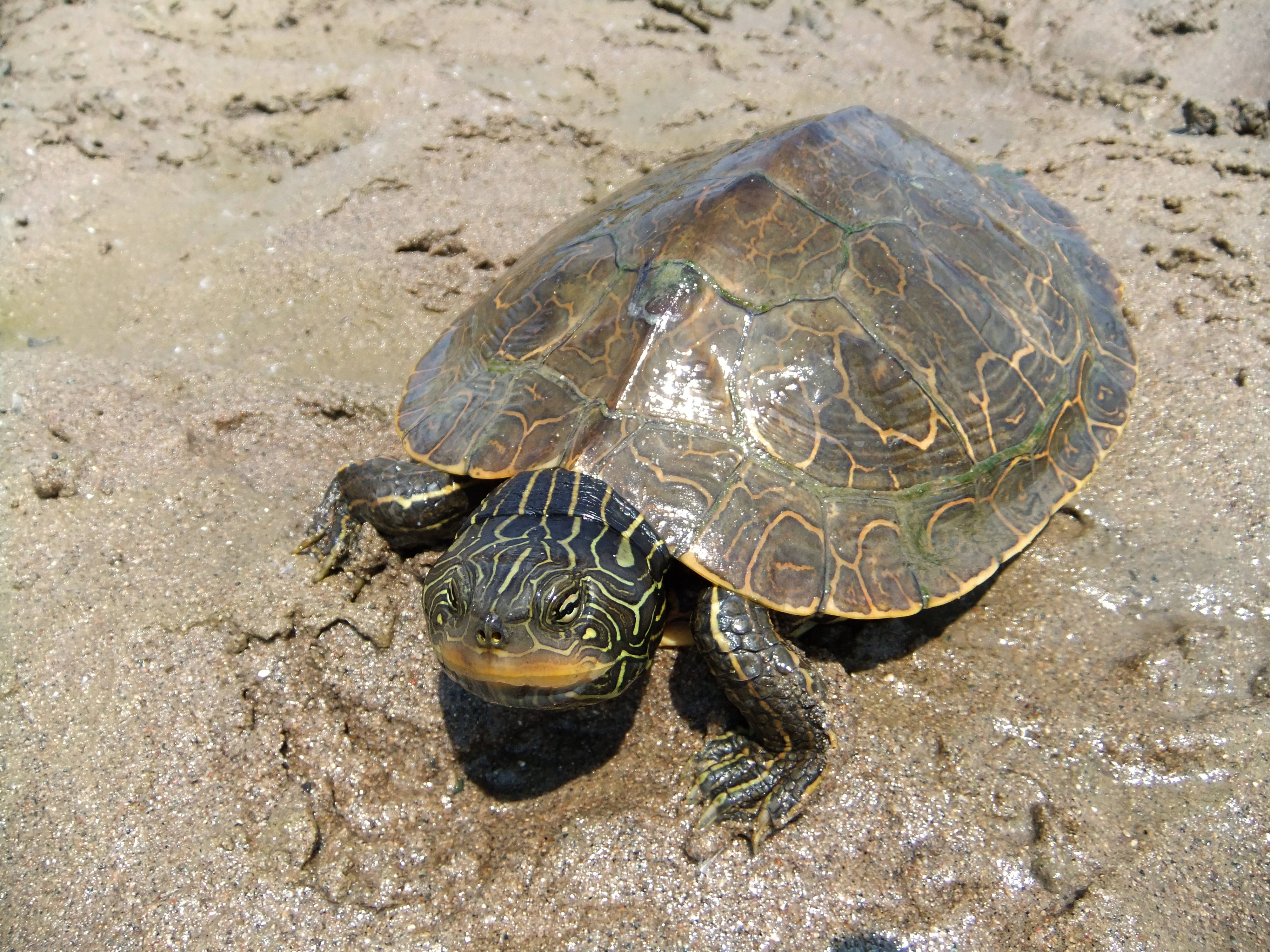 Tortuga mapa del norte en orilla fangosa Fondos de pantalla