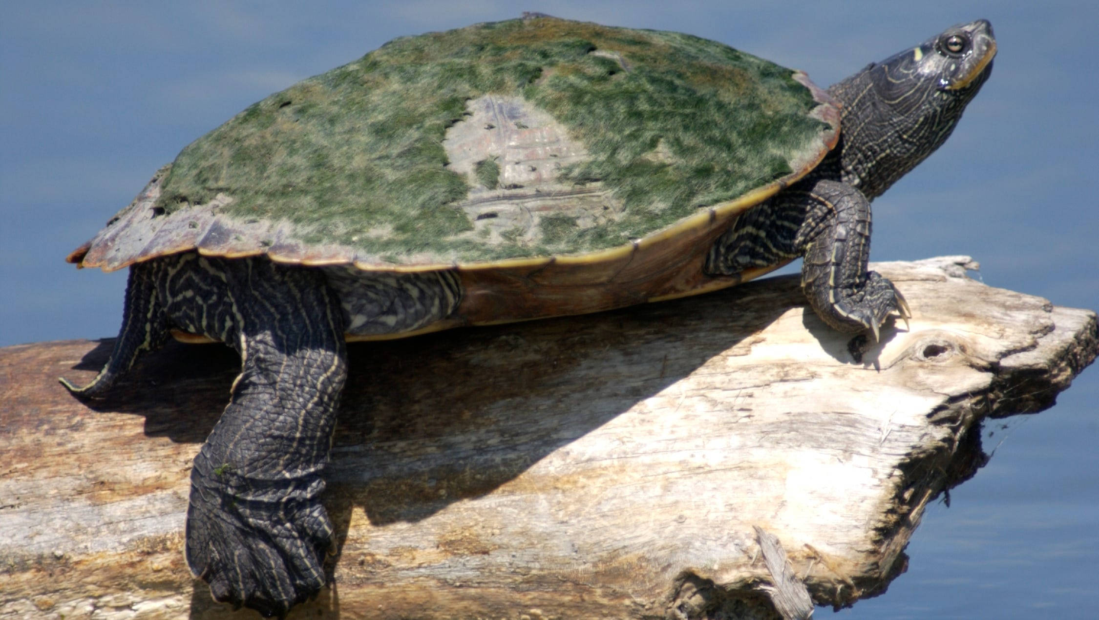 Tortuga mapa del norte se equilibra sobre una rama de árbol Fondos de pantalla