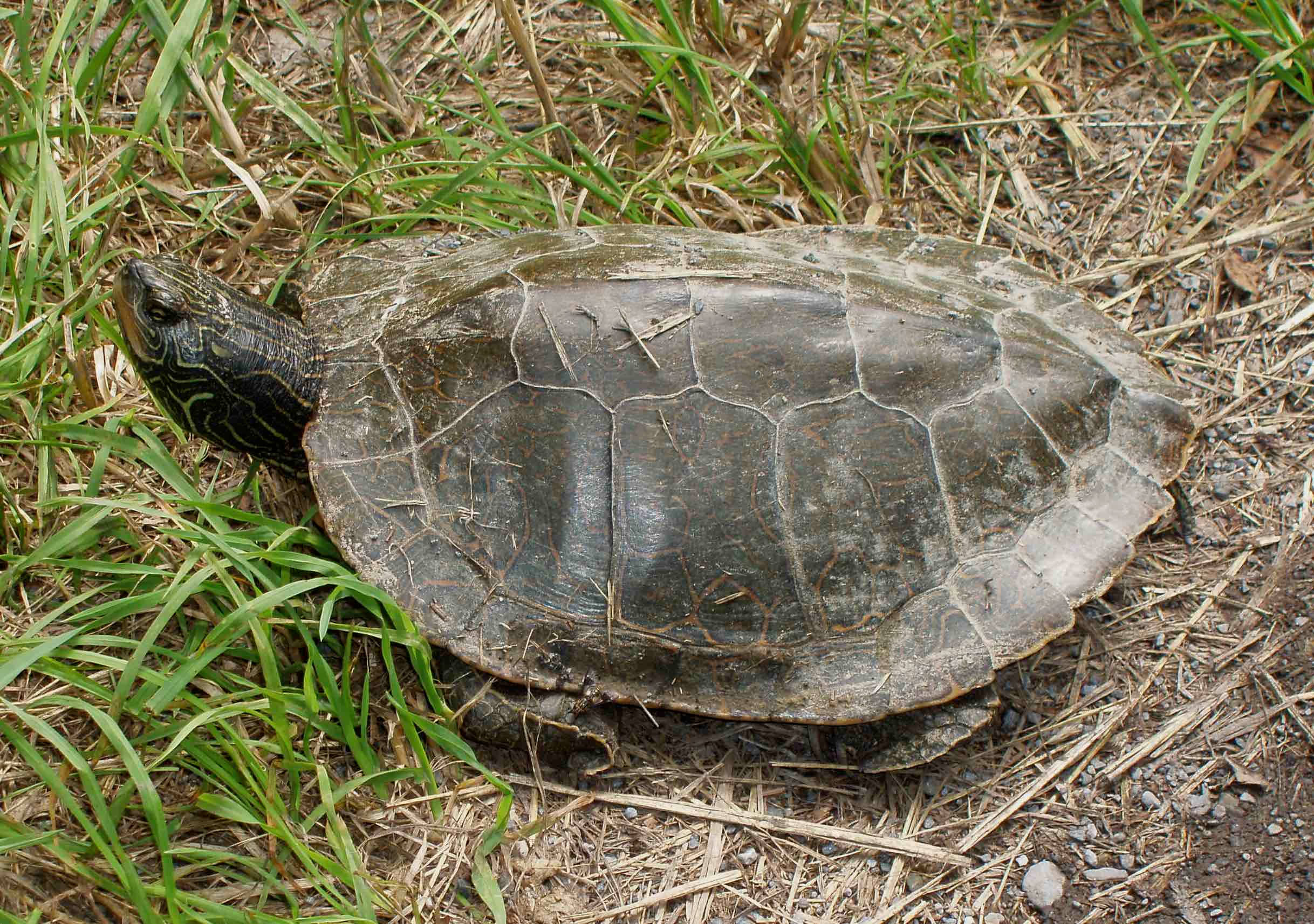 Tortuga Mapa del Norte Descansando Fondos de pantalla