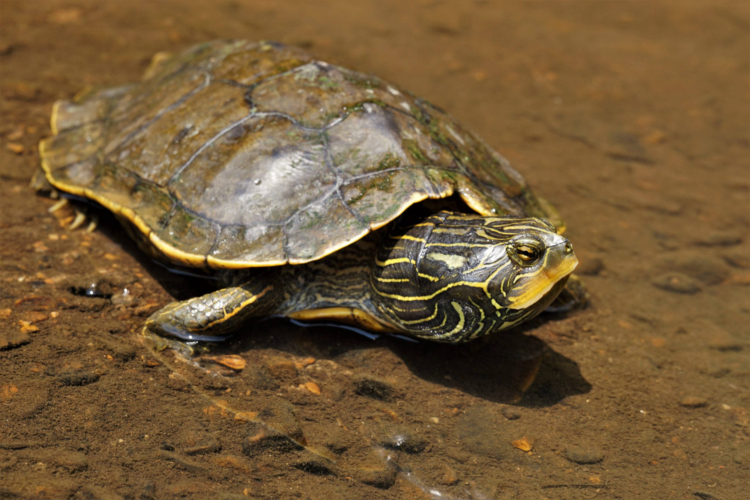 Tortuga mapa del norte descansando en el río Fondos de pantalla