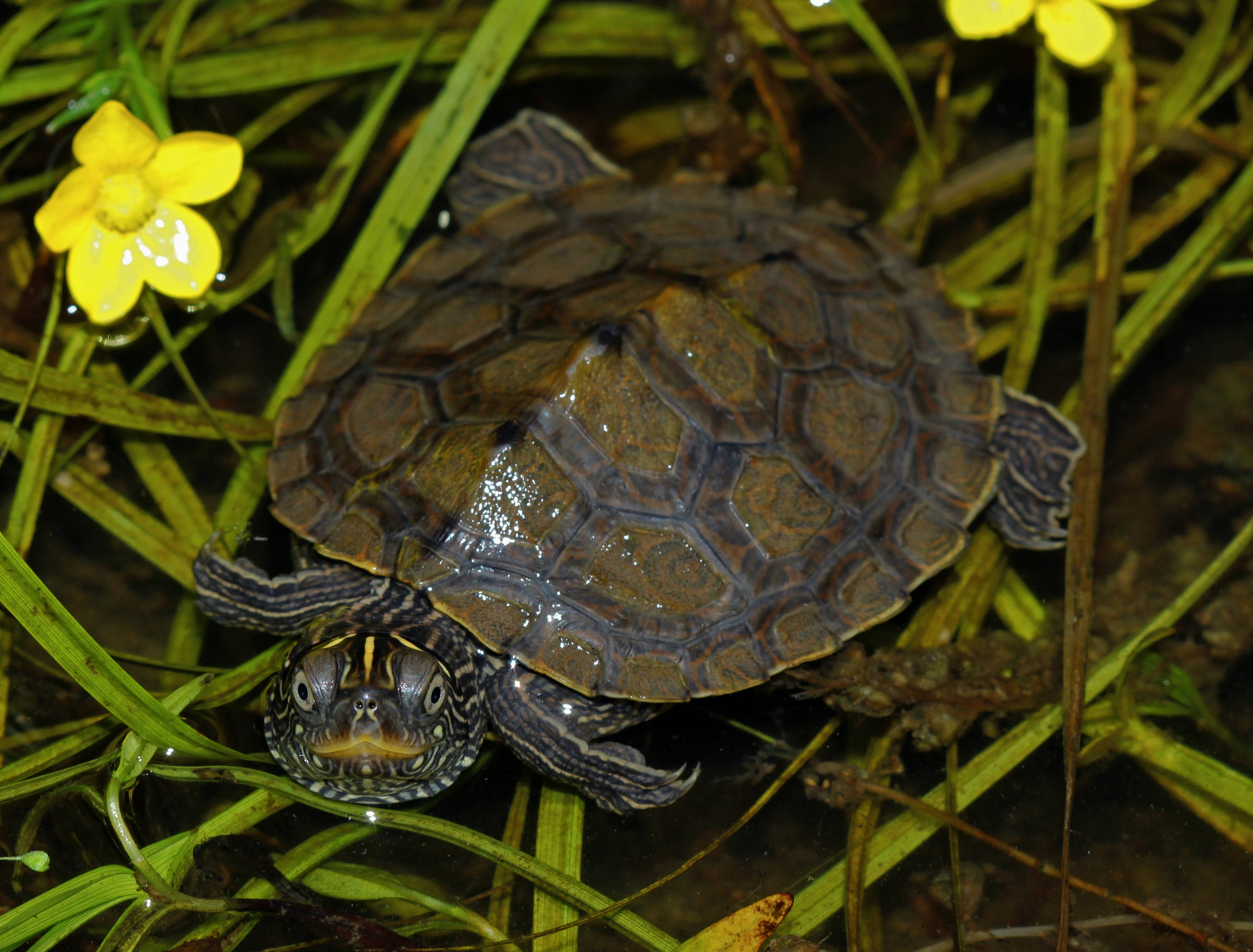 Tortuga Mapa Falsa Sobre Césped Fondos de pantalla
