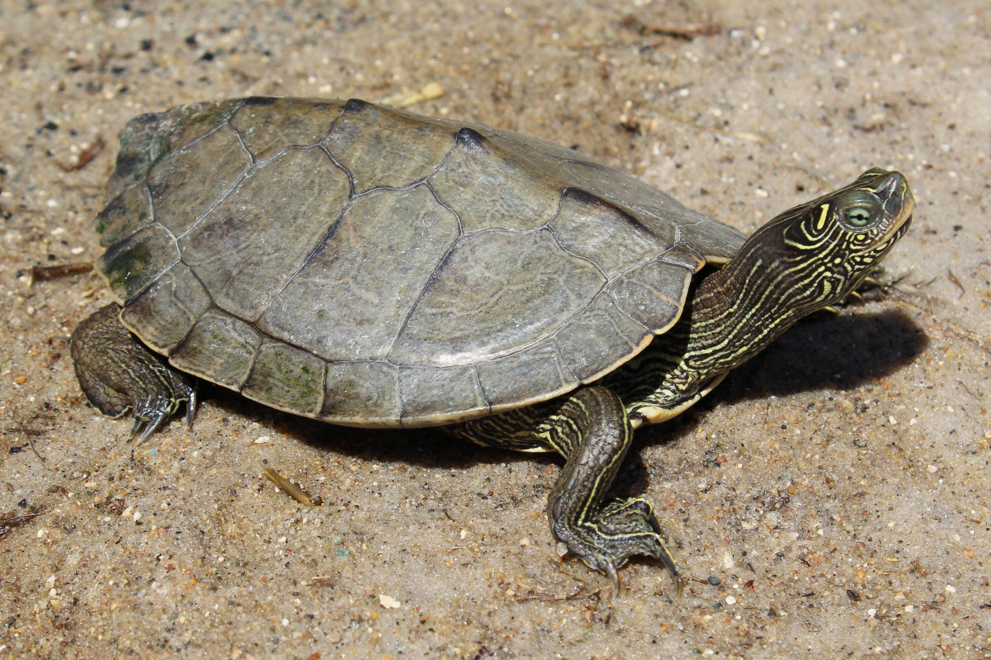 Tortuga mapa falsa caminando sobre el suelo Fondos de pantalla