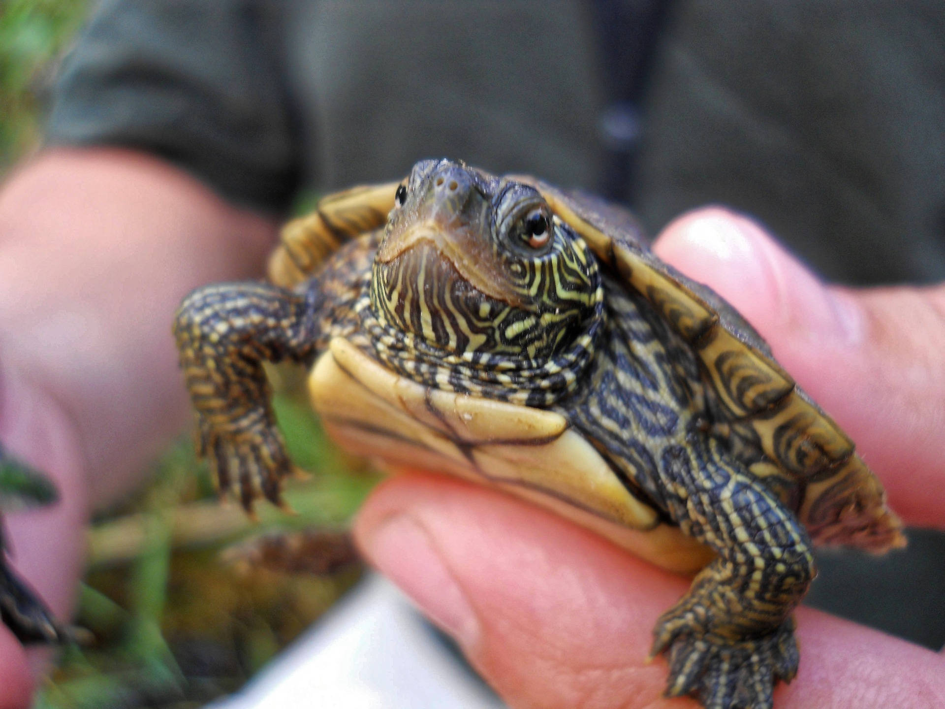 Tortuga mapa pequeña y vibrante tomando el sol Fondos de pantalla