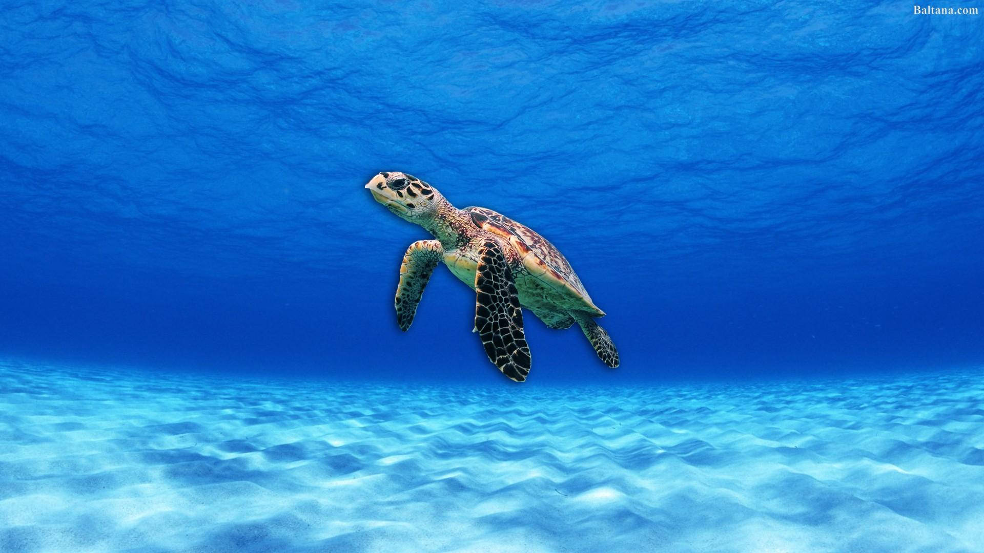 Tortuga marina bajo un océano azul claro Fondos de pantalla
