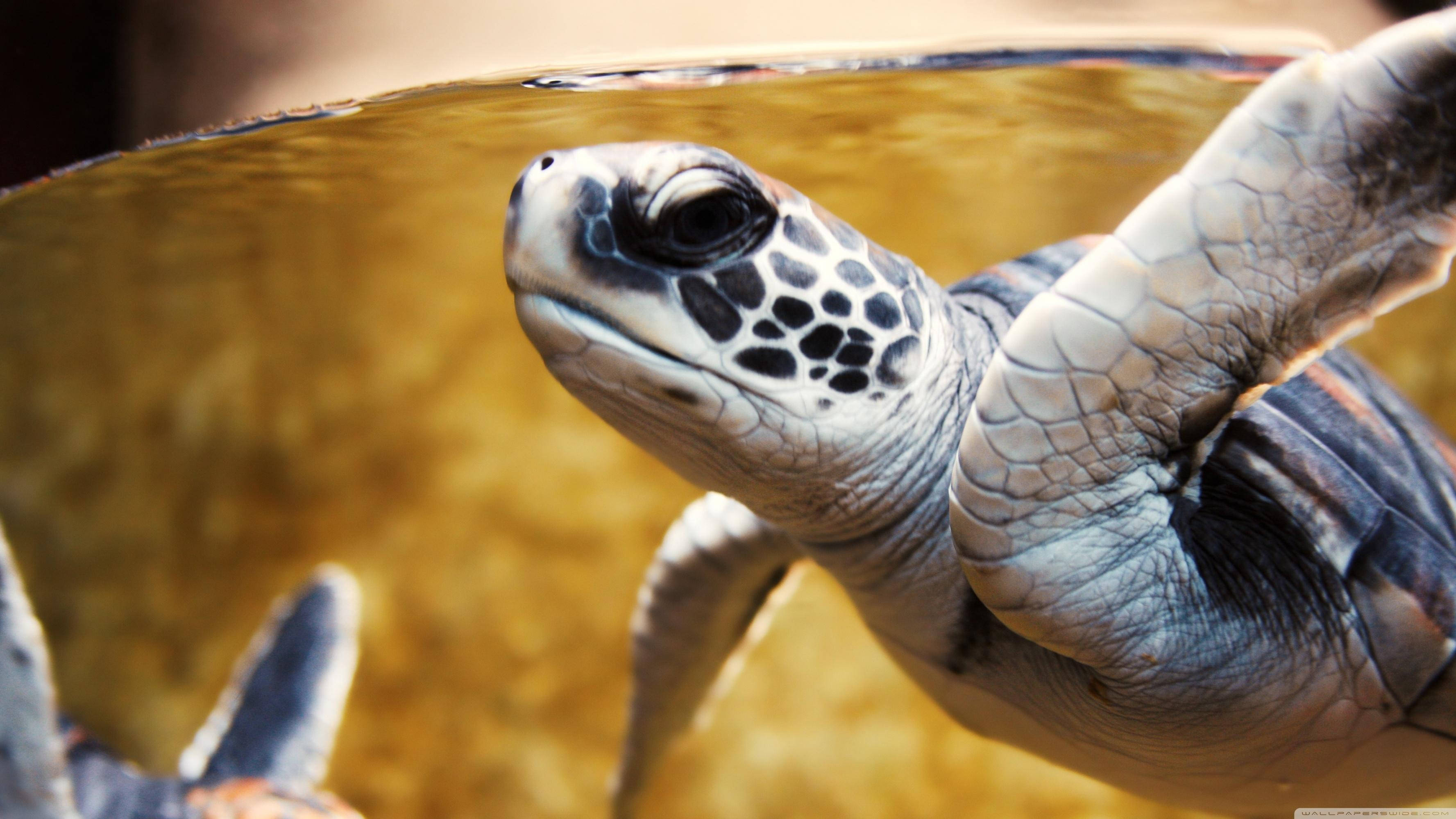 Tortuga marina blanca en primer plano Fondos de pantalla